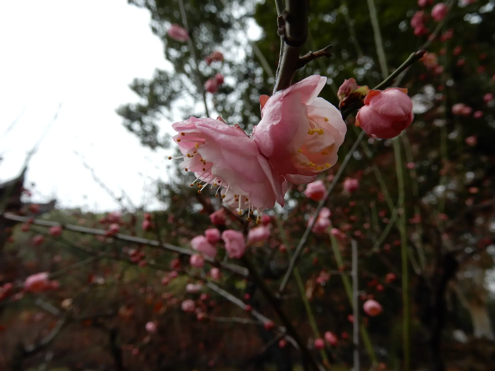 Japanese Apricot (Prunus Mume) — creating a fresh backdrop for other plantings.<br><br>Its flowers; prunus mume, or Japanese Apricot, is a, image 54