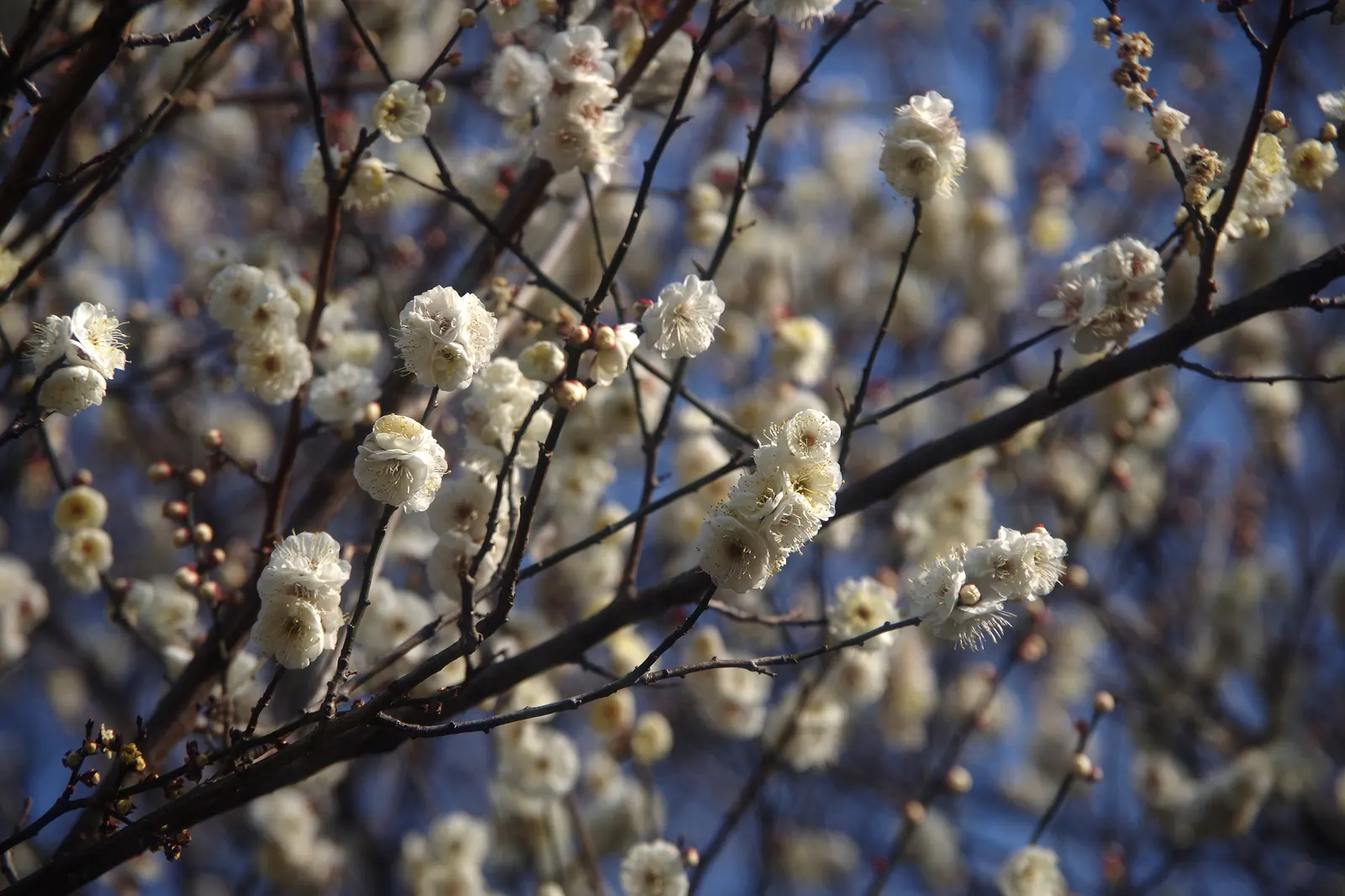 Japanese Apricot (Prunus Mume) — The branches display a picturesque form that can be appreciated even in winter's bareness; the deciduous foliage, image 118