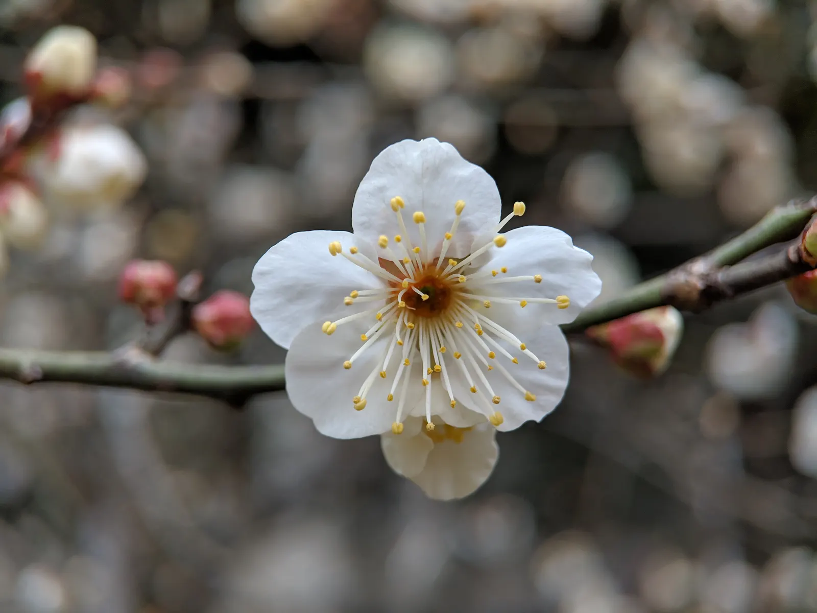 Japanese Apricot (Prunus Mume) — attracting pollinators to the landscape.<br><br>For optimal growth; they sometimes emit a delicate almond scent