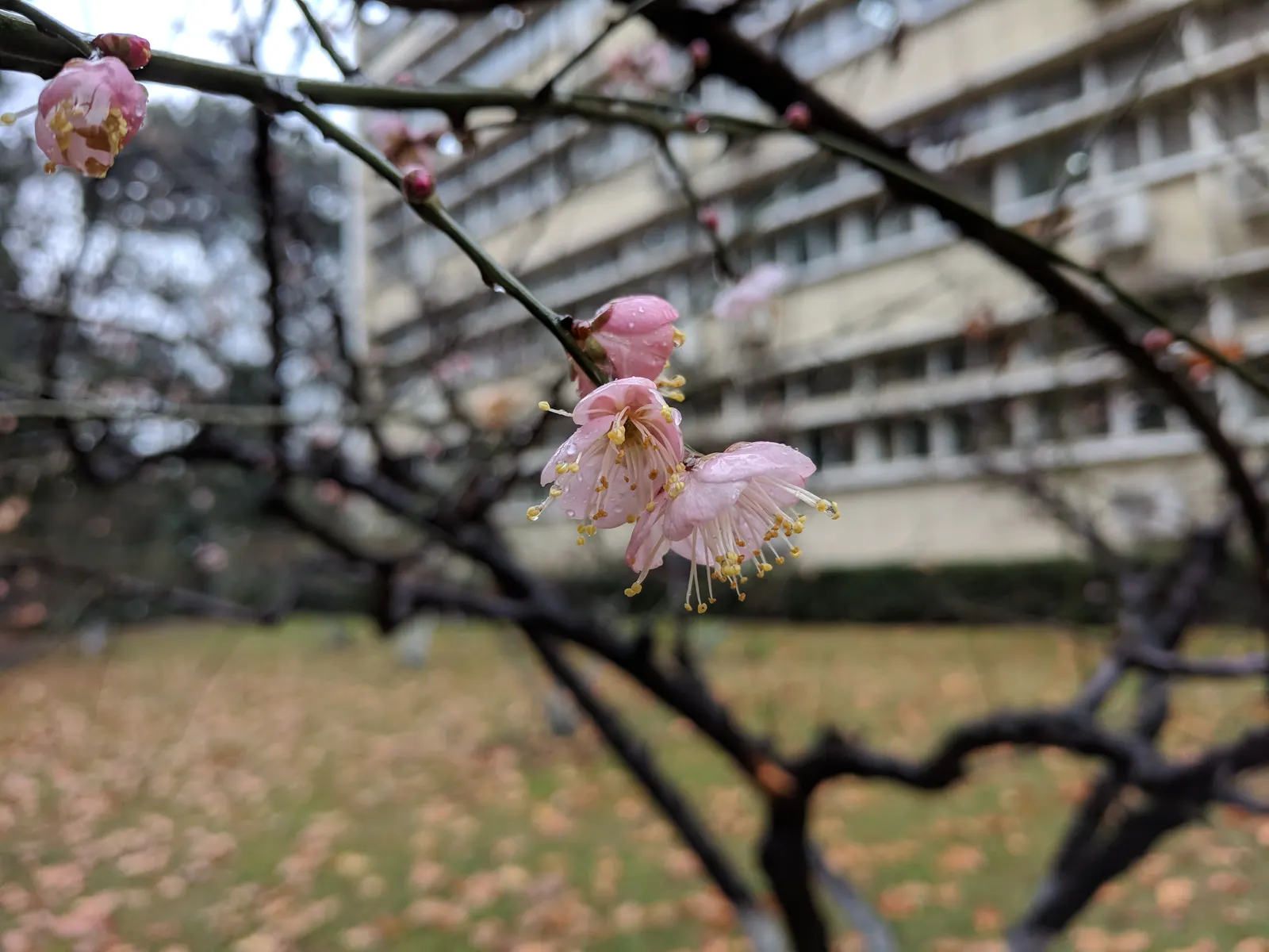 Japanese Apricot (Prunus Mume) — Typically reaching 15-20 feet high; which appear from late winter to early spring before the leaves, image 68