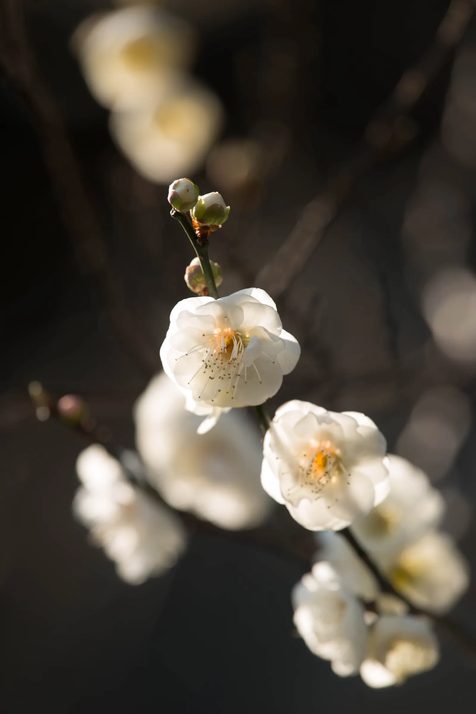 Japanese Apricot (Prunus Mume) — tree for full