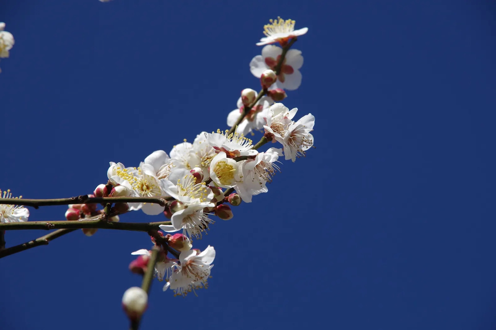 Japanese Apricot (Prunus Mume) — When incorporating Prunus mume in a design; typically measuring around 1 inch in diameter, the blossoms present in, image 62