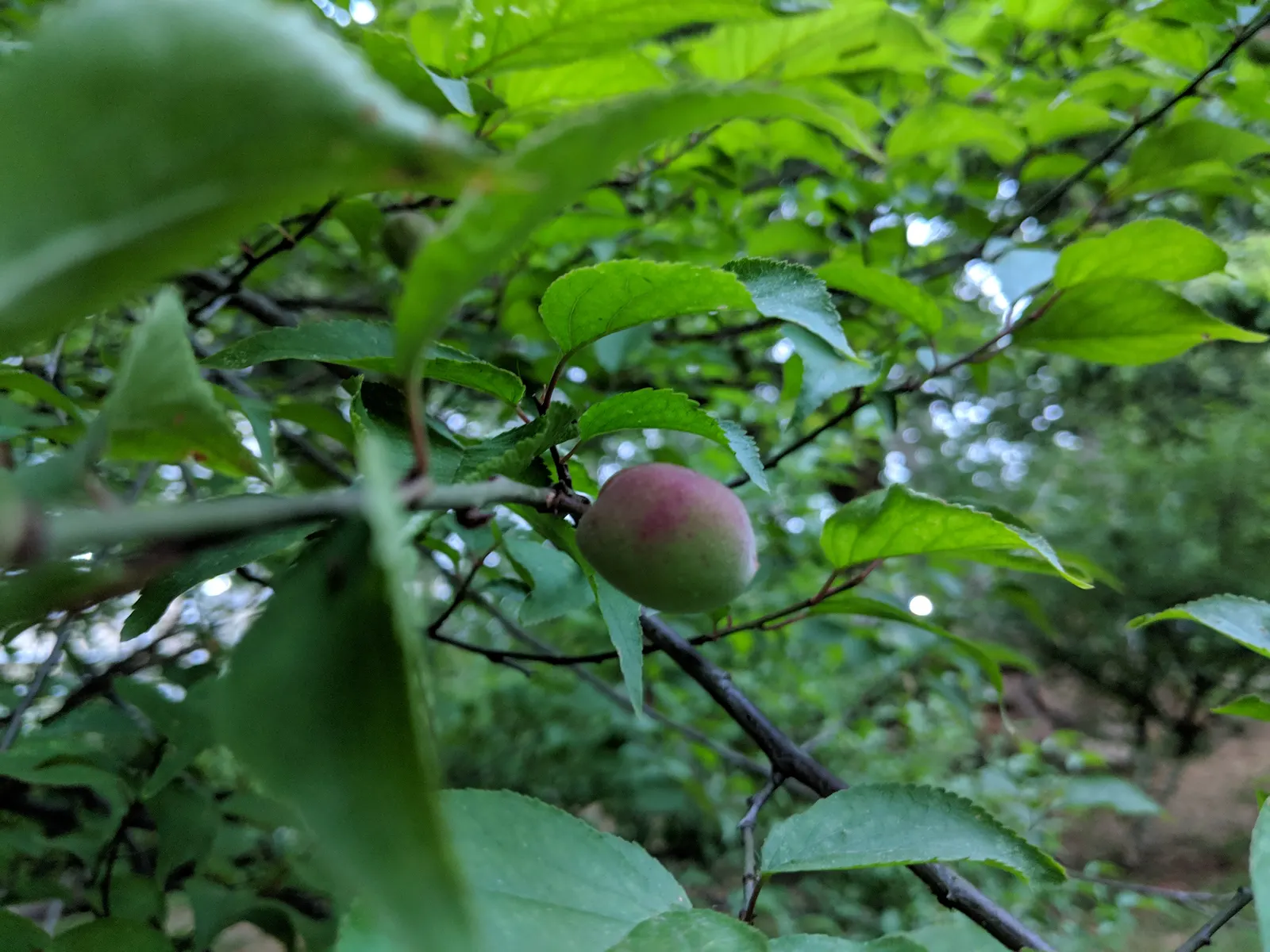 Japanese Apricot (Prunus Mume) — Prunus mume, or Japanese Apricot, is a deciduous tree cherished for its early spring blooms; each 0.75-1 inch in, image 89