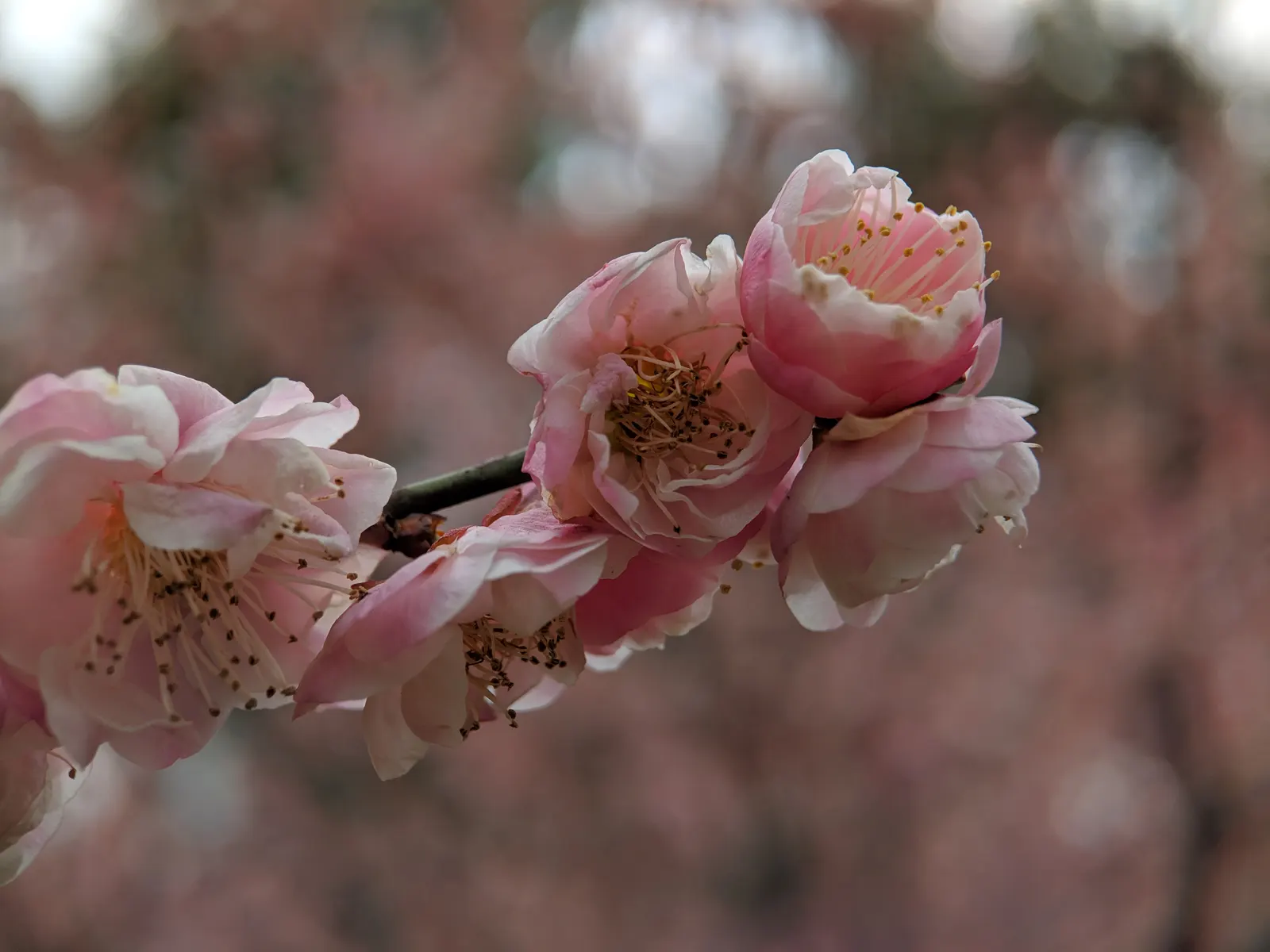 Japanese Apricot (Prunus Mume) — which appear from late winter to early spring before the leaves; the branches display a picturesque form that can be