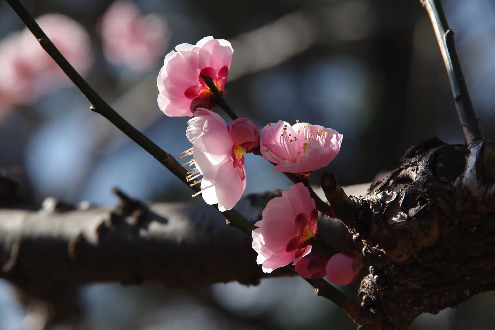 Japanese Apricot (Prunus Mume) — Typically measuring around 1 inch in diameter, the blossoms present in shades from white to deep pink; tree for, image 145