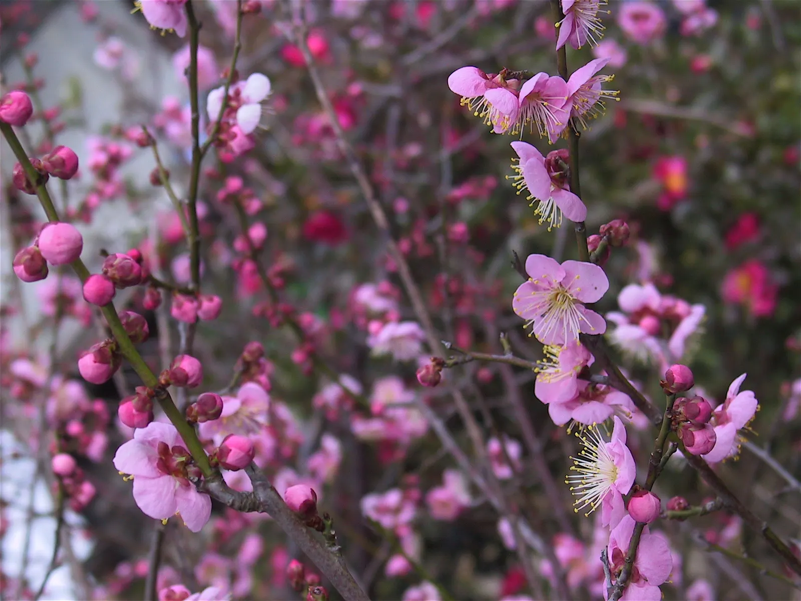 Japanese Apricot (Prunus Mume) — consider it as a focal point due to its striking floral display and elegant structure; multi-colored and pink and red and