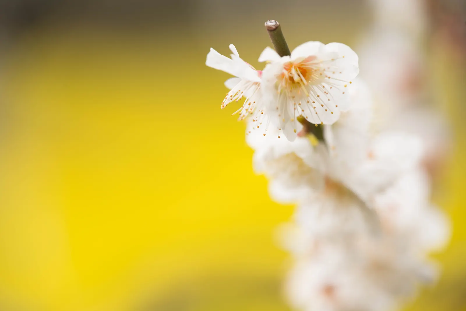 Japanese Apricot (Prunus Mume) — tree for full; consider it as a focal point due to its striking floral display and elegant structure, image 66