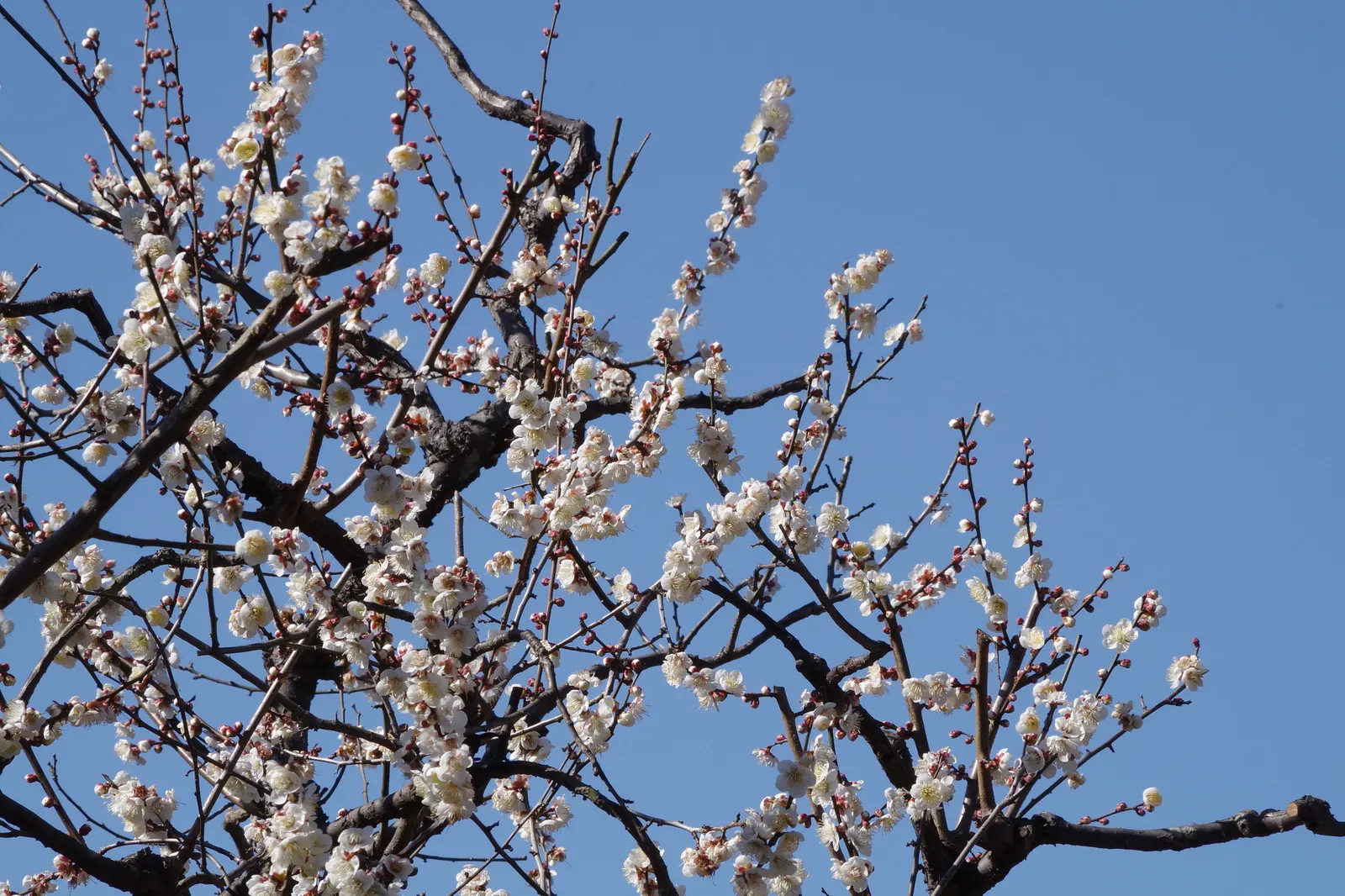 Japanese Apricot (Prunus Mume) — consider it as a focal point due to its striking floral display and elegant structure; multi-colored and pink and, image 107