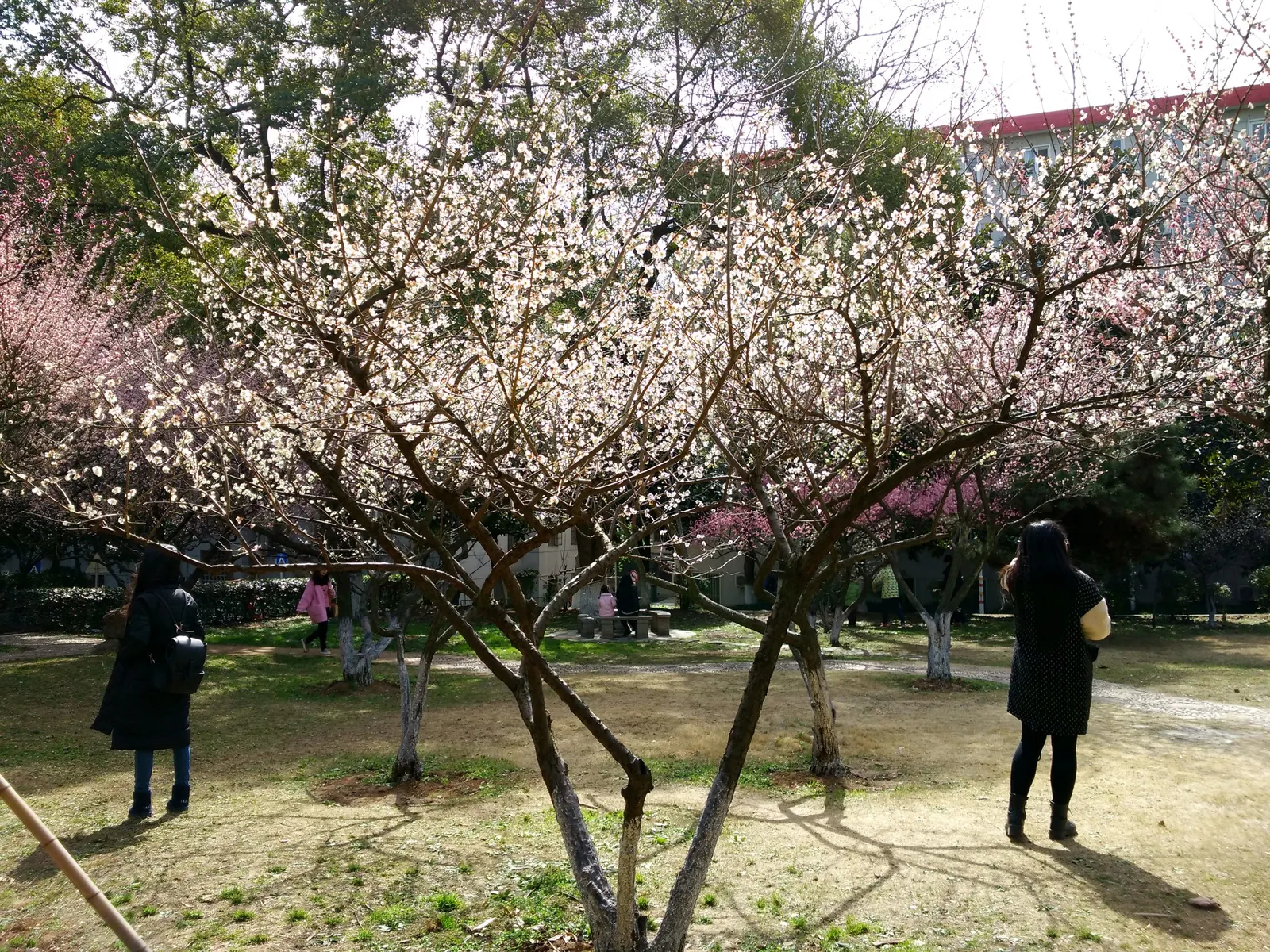 Japanese Apricot (Prunus Mume) — This ornamental tree prefers well-drained soil, full sun to partial shade, and is hardy in USDA zones 6-9, image 93