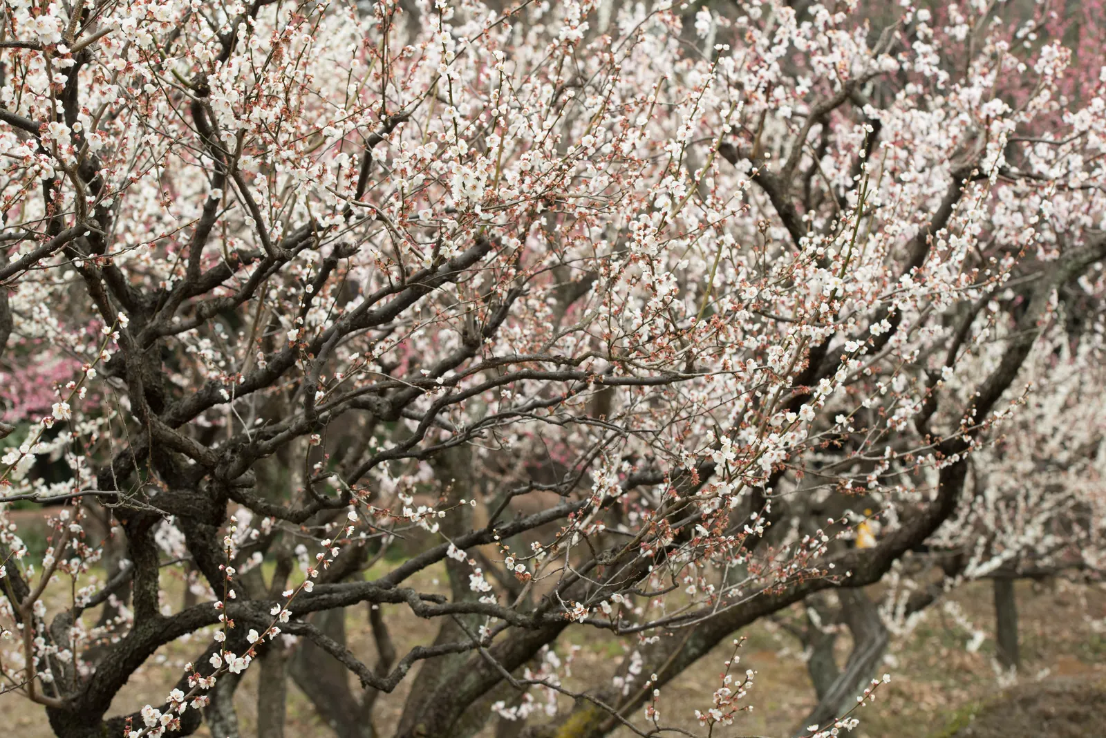 Japanese Apricot (Prunus Mume) — consider it as a focal point due to its striking floral display and elegant structure; multi-colored and pink and, image 63