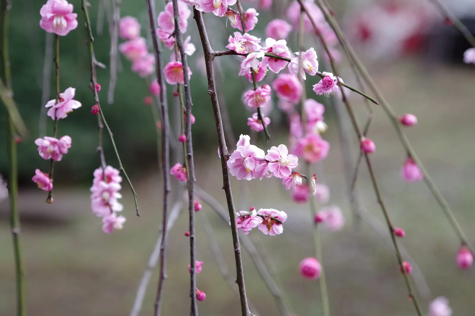Japanese Apricot (Prunus Mume) — It may yield yellow-red edible fruit about 1-2 inches wide after flowering