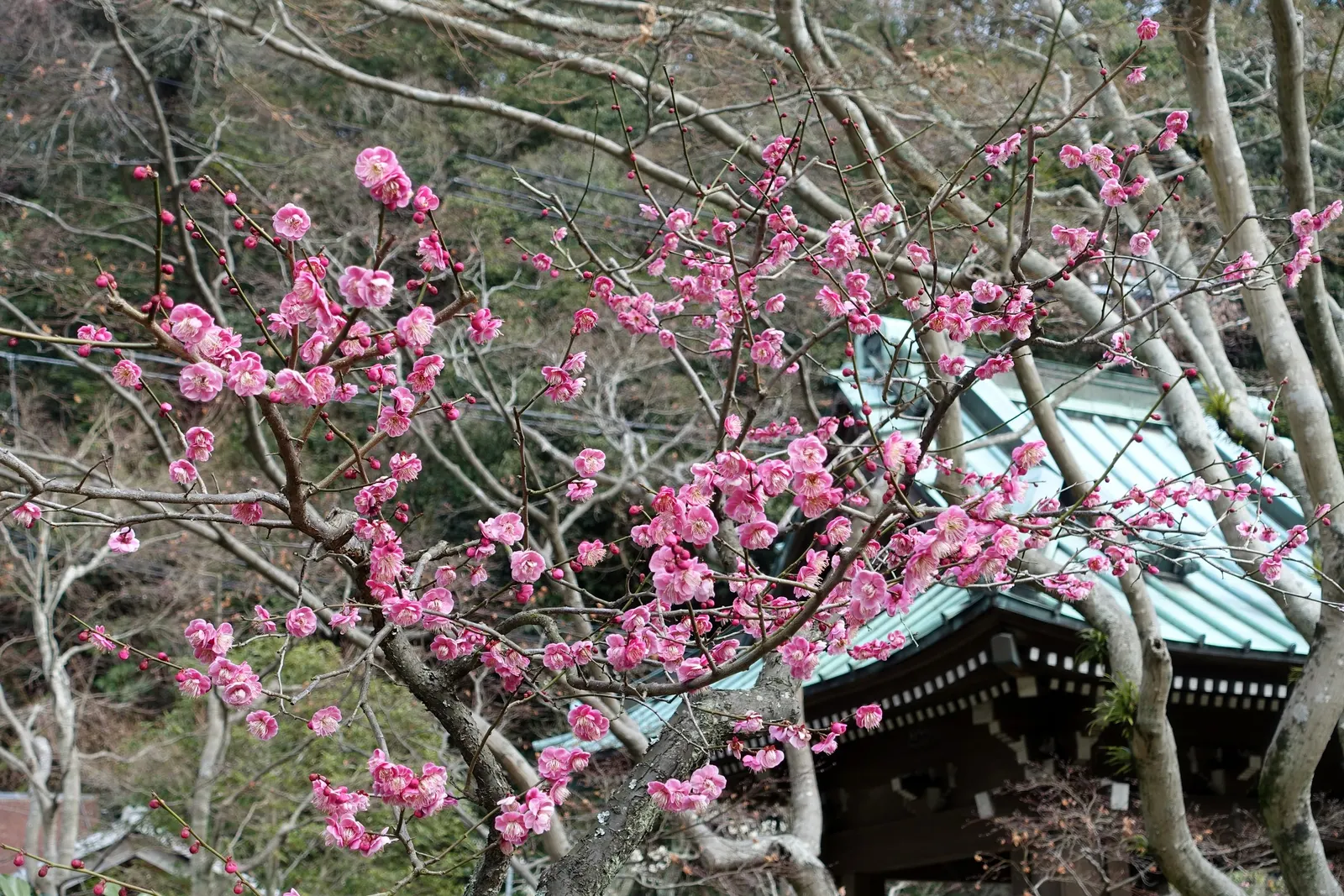 Japanese Apricot (Prunus Mume) — are a draw for the senses; attracting pollinators to the landscape.<br><br>For optimal growth, image 122