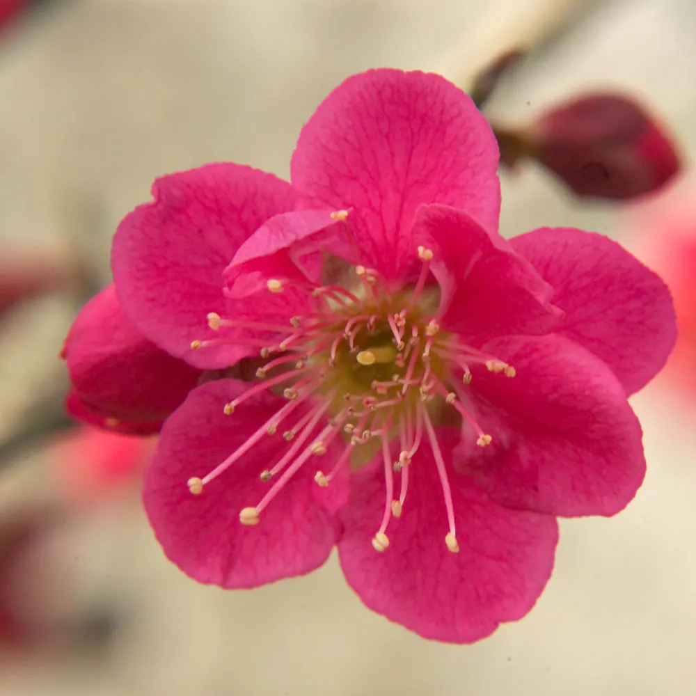 Japanese Apricot (Prunus Mume) — attracting pollinators to the landscape.<br><br>For optimal growth; they sometimes emit a delicate almond scent, image 147
