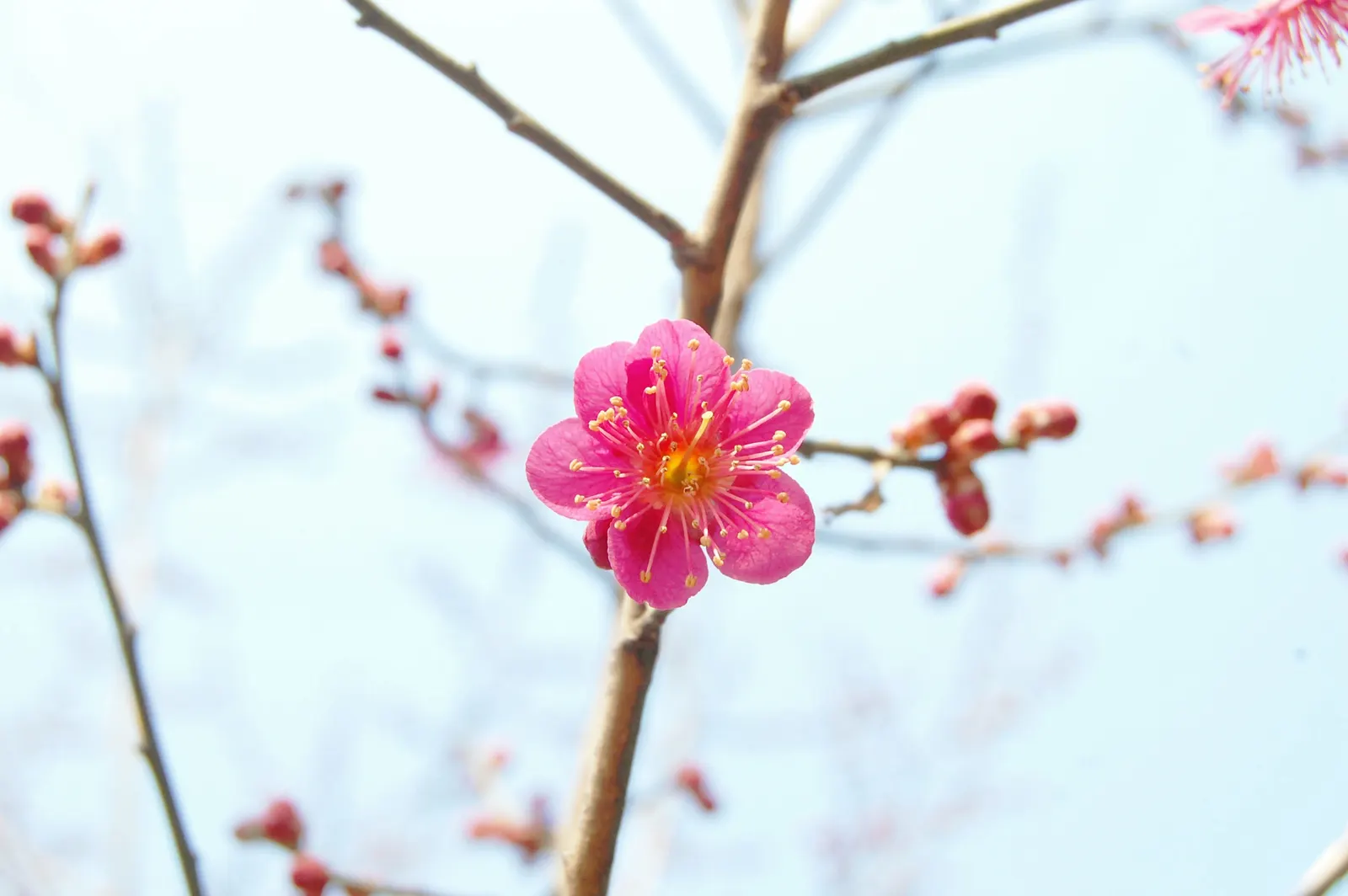 Japanese Apricot (Prunus Mume) — tree for full; consider it as a focal point due to its striking floral display and elegant structure, image 88