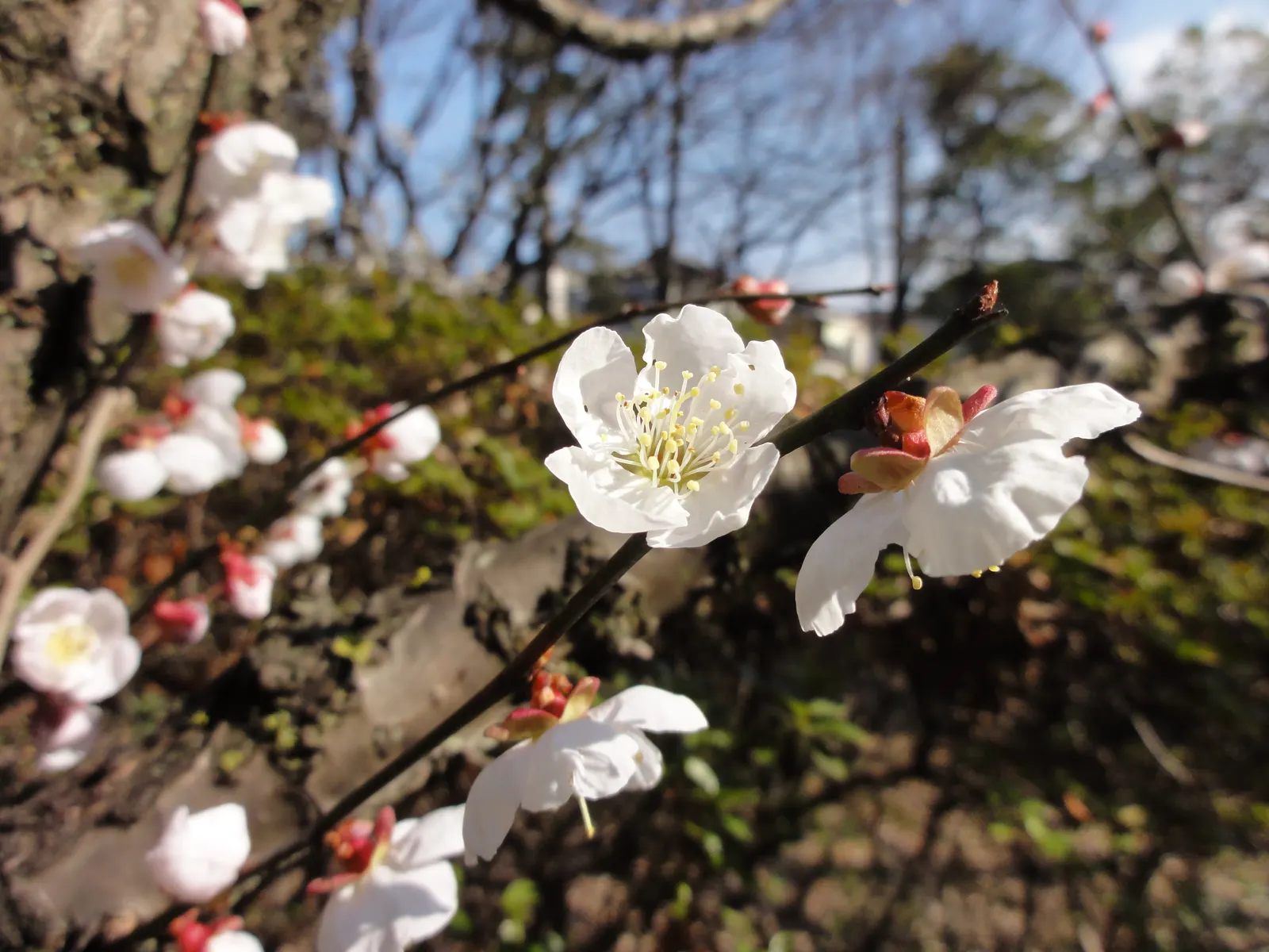 Japanese Apricot (Prunus Mume) — Prunus mume, or Japanese Apricot, is a deciduous tree cherished for its early spring blooms; each 0.75-1 inch in diameter
