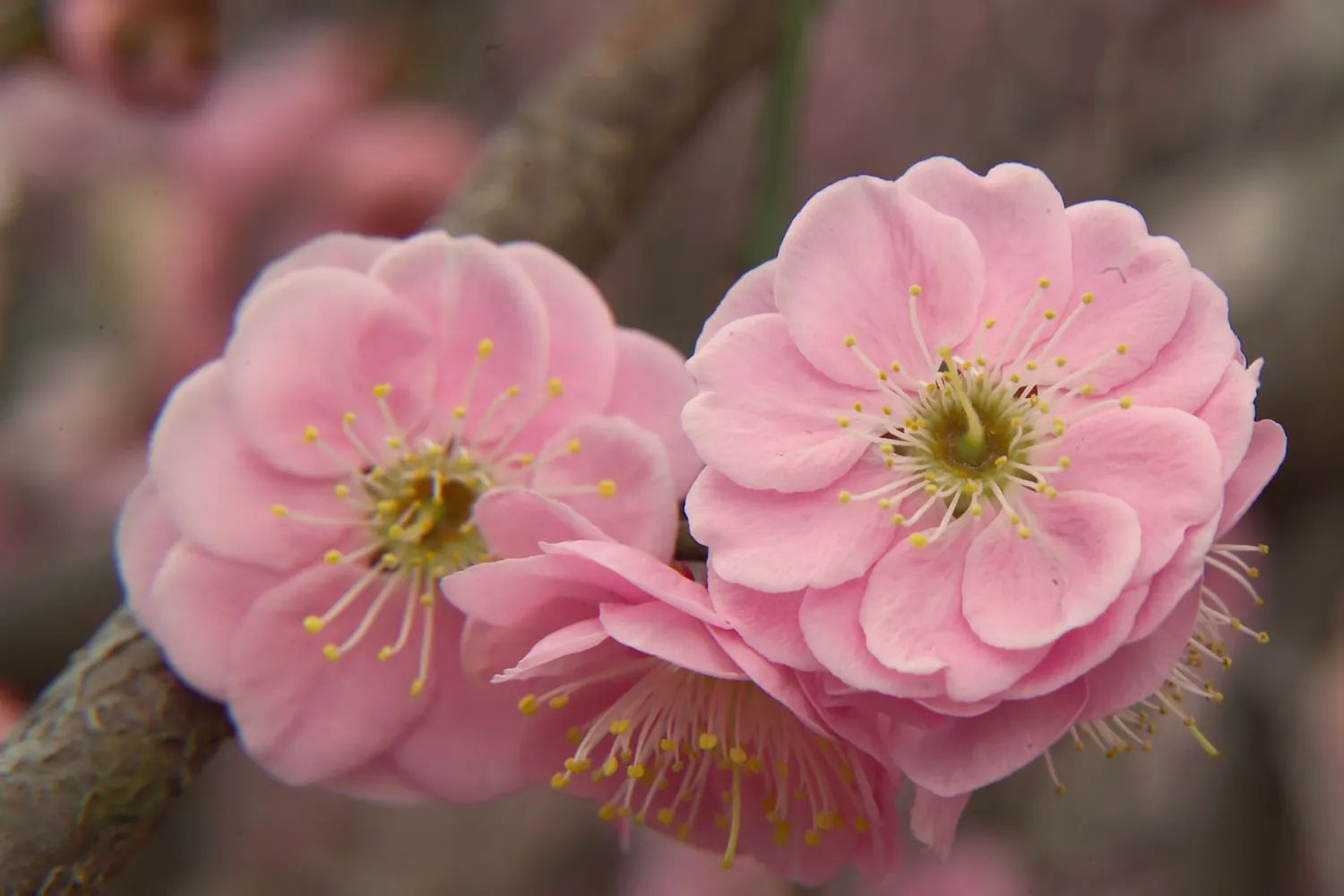 Japanese Apricot (Prunus Mume) — it presents a stunning display of fragrant pink to white flowers; when incorporating Prunus mume in a design, image 113