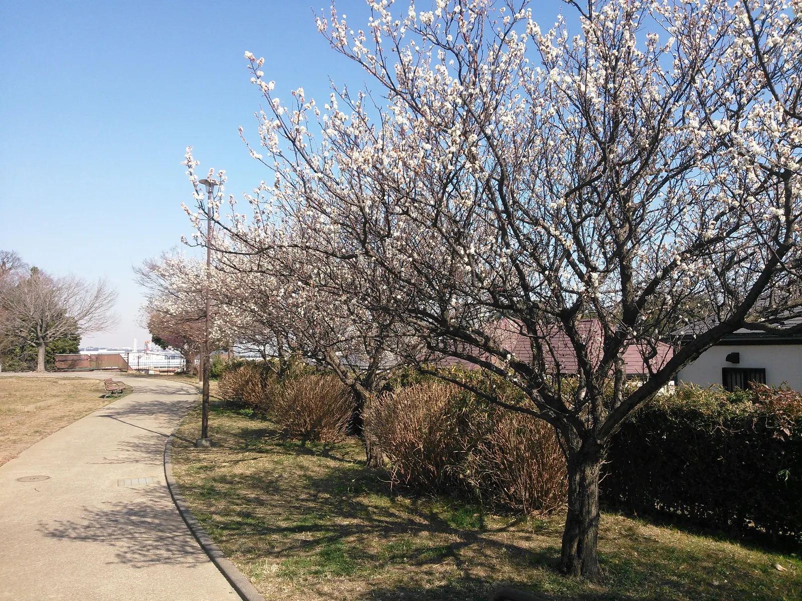 Japanese Apricot (Prunus Mume) — each 0.75-1 inch in diameter; it presents a stunning display of fragrant pink to white flowers, image 92