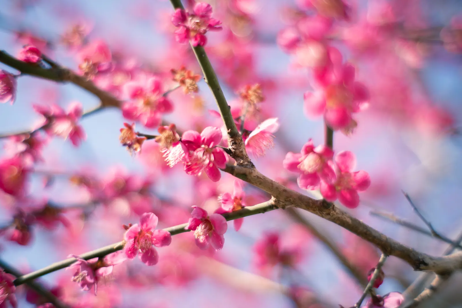 Japanese Apricot (Prunus Mume) — Prunus mume, or Japanese Apricot, is a deciduous tree cherished for its early spring blooms