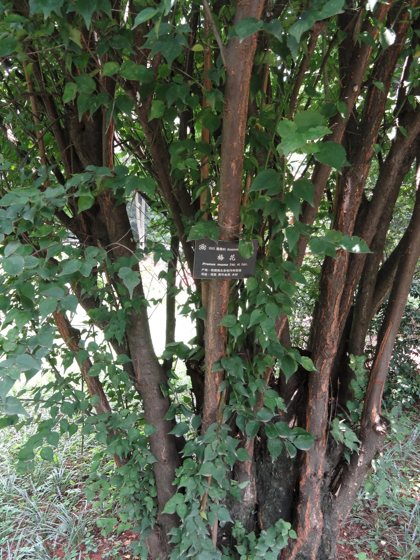 Japanese Apricot (Prunus Mume) — attracting pollinators to the landscape.<br><br>For optimal growth; they sometimes emit a delicate almond scent, image 59