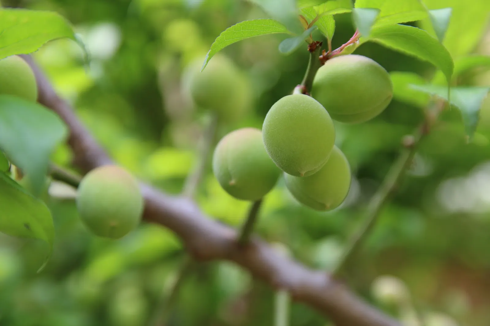 Japanese Apricot (Prunus Mume) — It may yield yellow-red edible fruit about 1-2 inches wide after flowering; reducing the risk of disease
