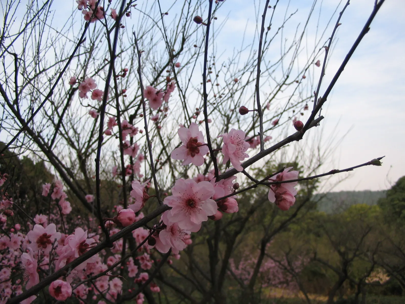Japanese Apricot (Prunus Mume) — each 0.75-1 inch in diameter; it presents a stunning display of fragrant pink to white flowers