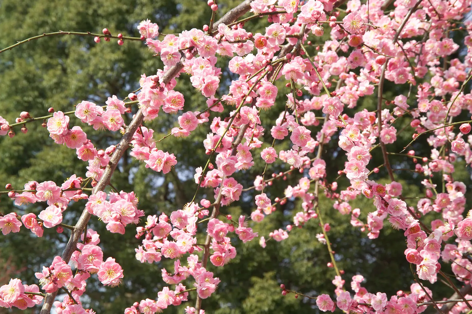 Japanese Apricot (Prunus Mume) — When incorporating Prunus mume in a design; typically measuring around 1 inch in diameter, the blossoms present in, image 106