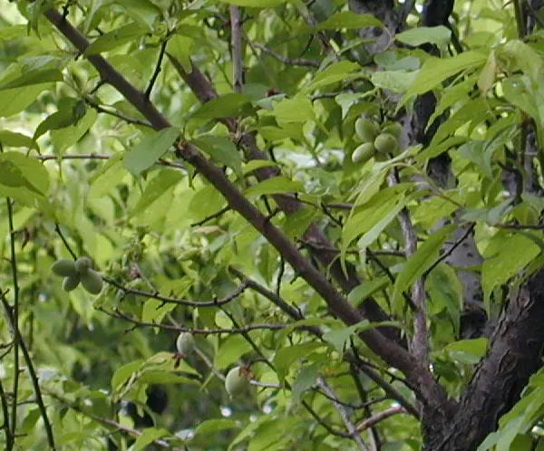 Japanese Apricot (Prunus Mume) — Hailing from the family Rosaceae; typically reaching 15-20 feet high, image 95