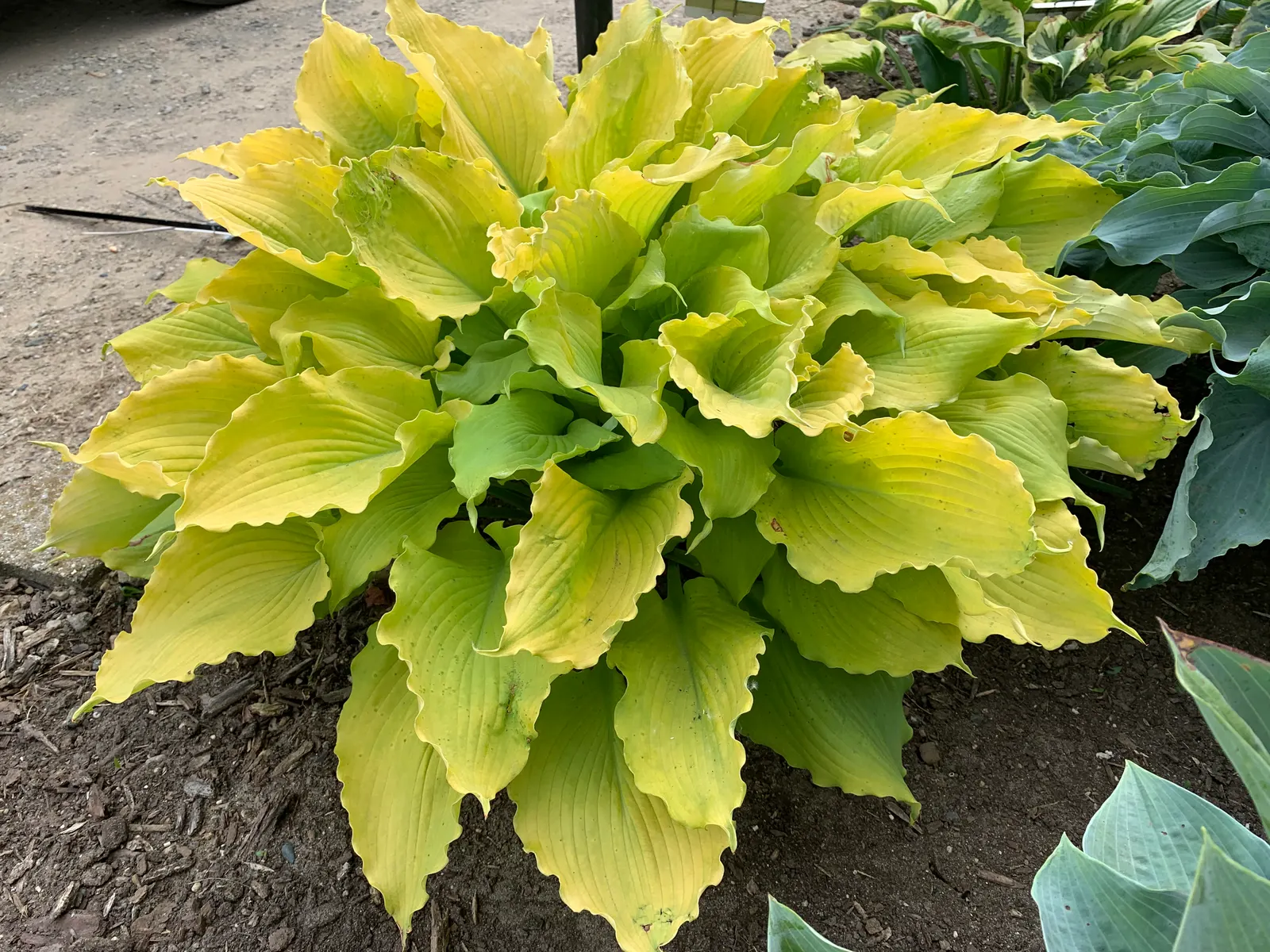 'Echo the Sun' Hosta (Hosta hybrid) — and textural—while midsummer lavender flowers rise above the leaves on slender stems