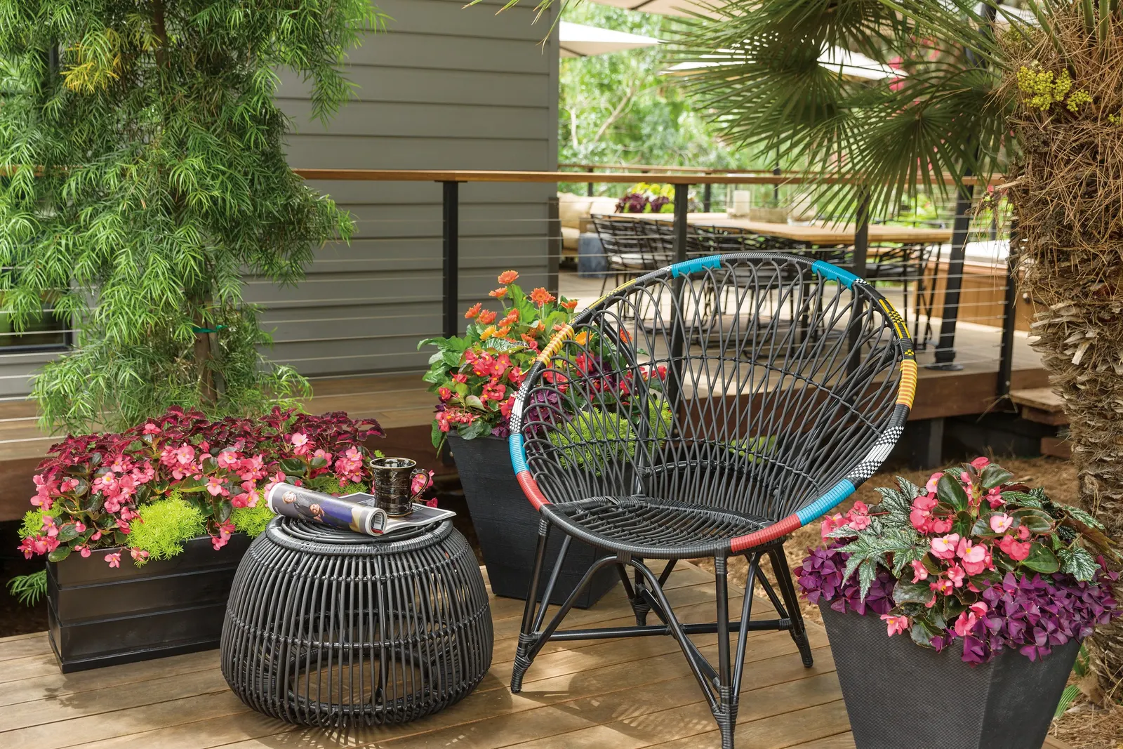 Rose Begonia (Begonia benariensis) — They love the heat and do not need to be deadheaded to bloom all summer long; the Surefires thrive in a wide, image 51