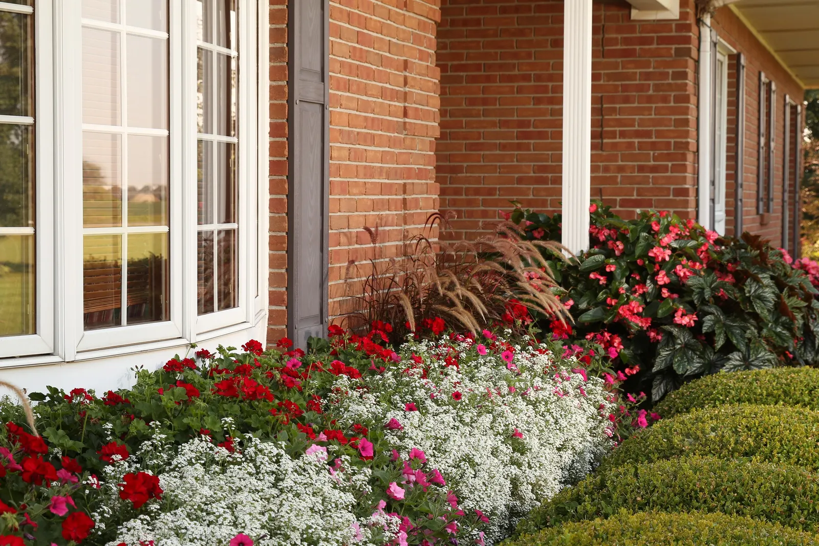 Dark Red Pelargonium (Pelargonium interspecific) — In beds and borders, it works beautifully in repeated drifts, along walkways, or as a crisp edging plant