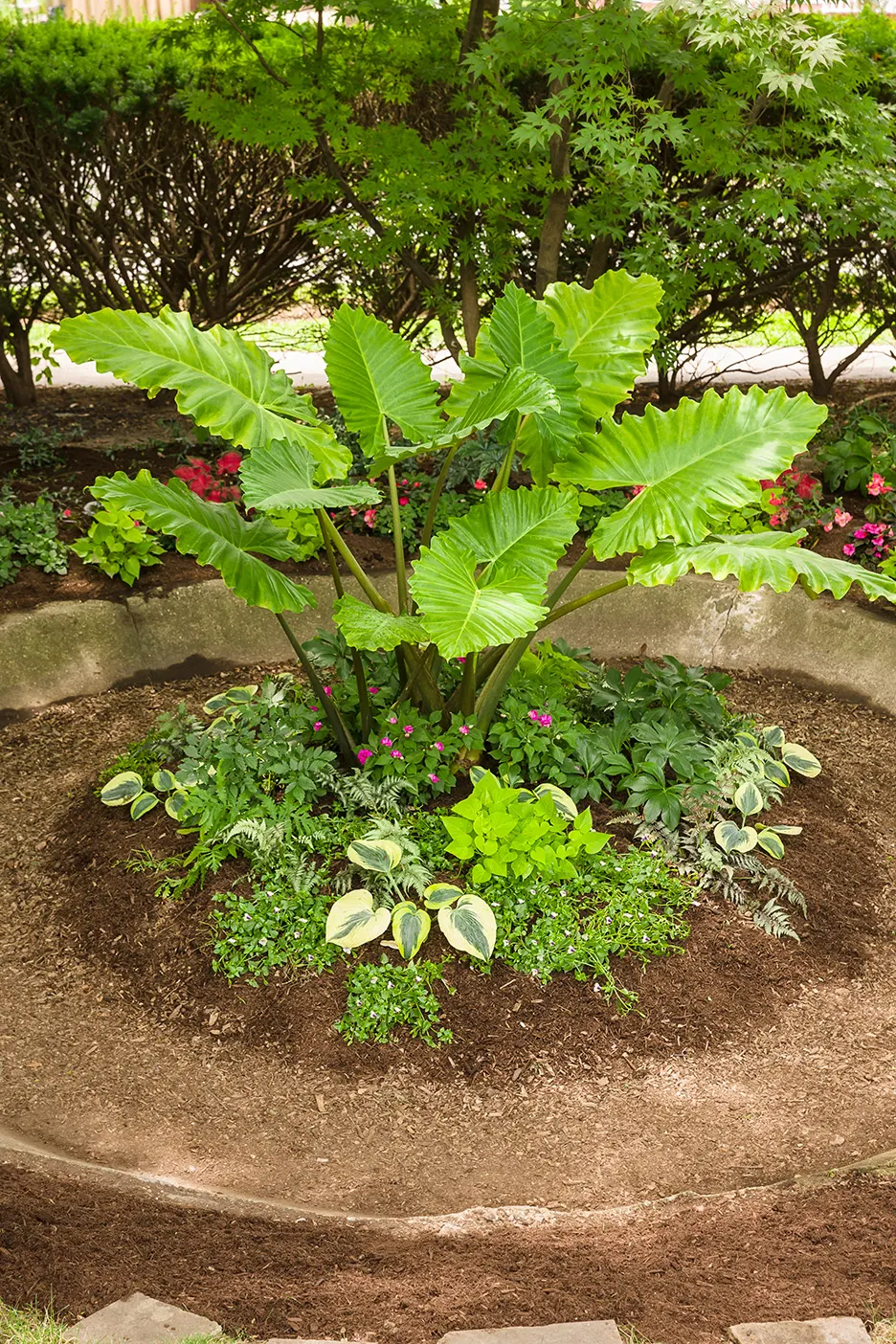 Rose Begonia (Begonia benariensis) — These plants are versatile working in both sun or shade, image 72
