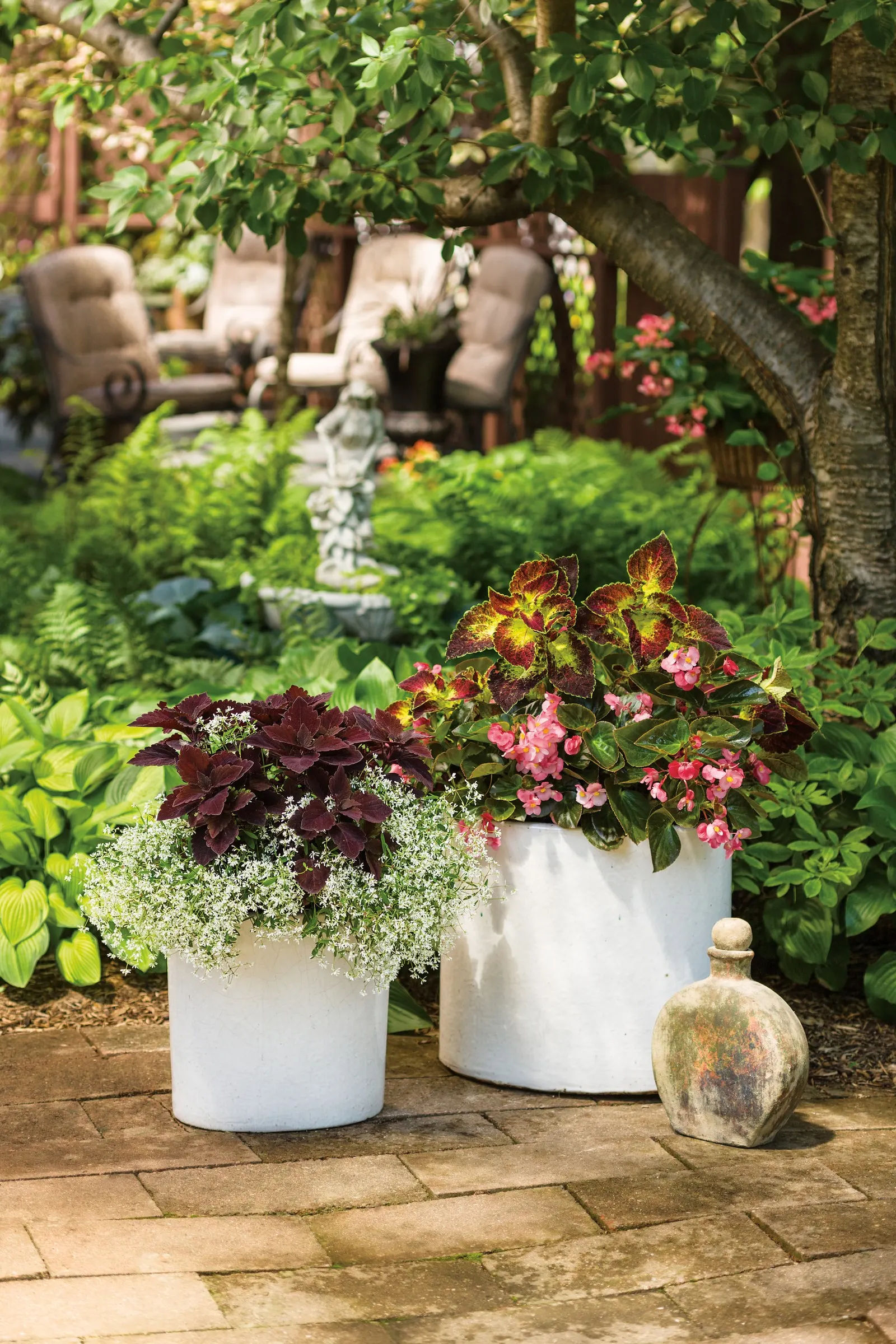 Royale Cherry Brandy® Coleus (Coleus scutellarioides) — is a richly colored annual foliage plant from Proven Winners® that brings a saturated