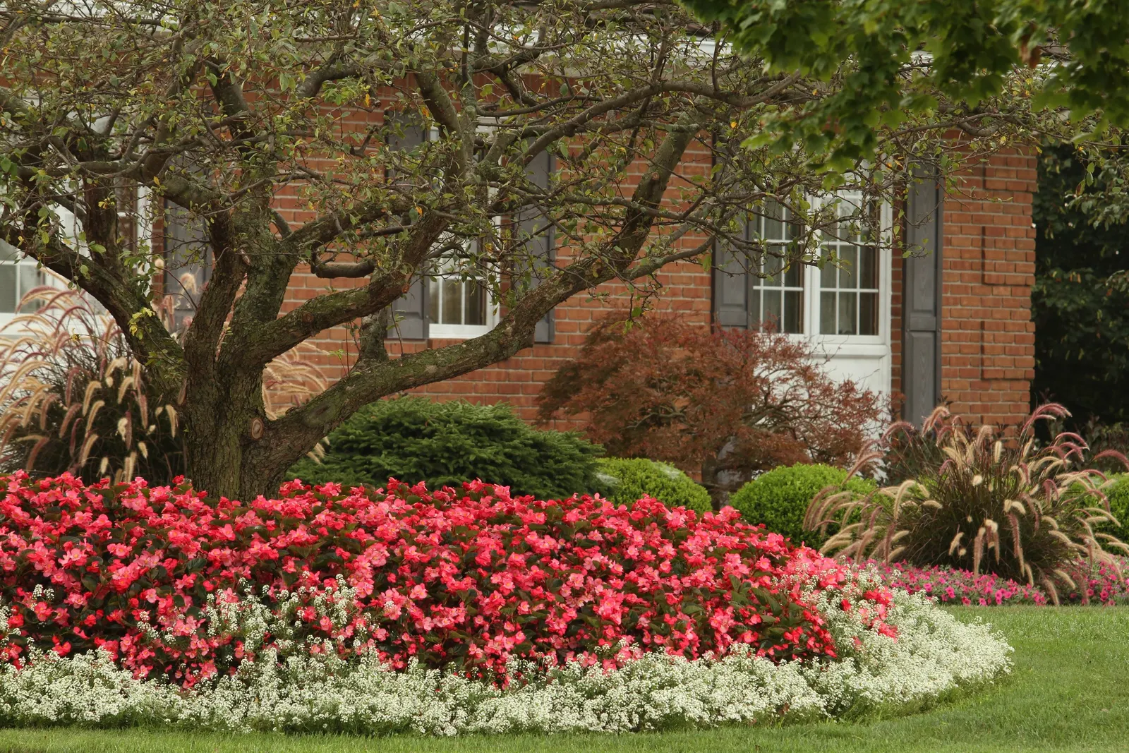Rose Begonia (Begonia benariensis) — The Surefires thrive in a wide range of climates and soils, tolerating both sun and shade conditions; they, image 55