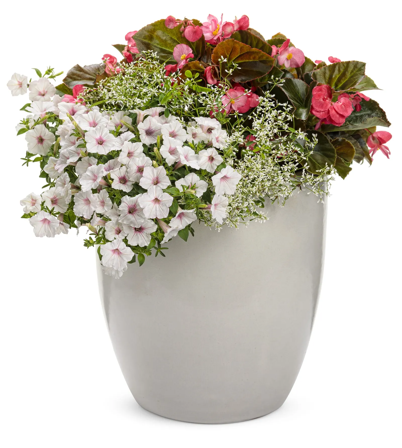 Diamond Frost® Euphorbia — it creates a luminous haze along edges and pathways; annual for full or half, image 182