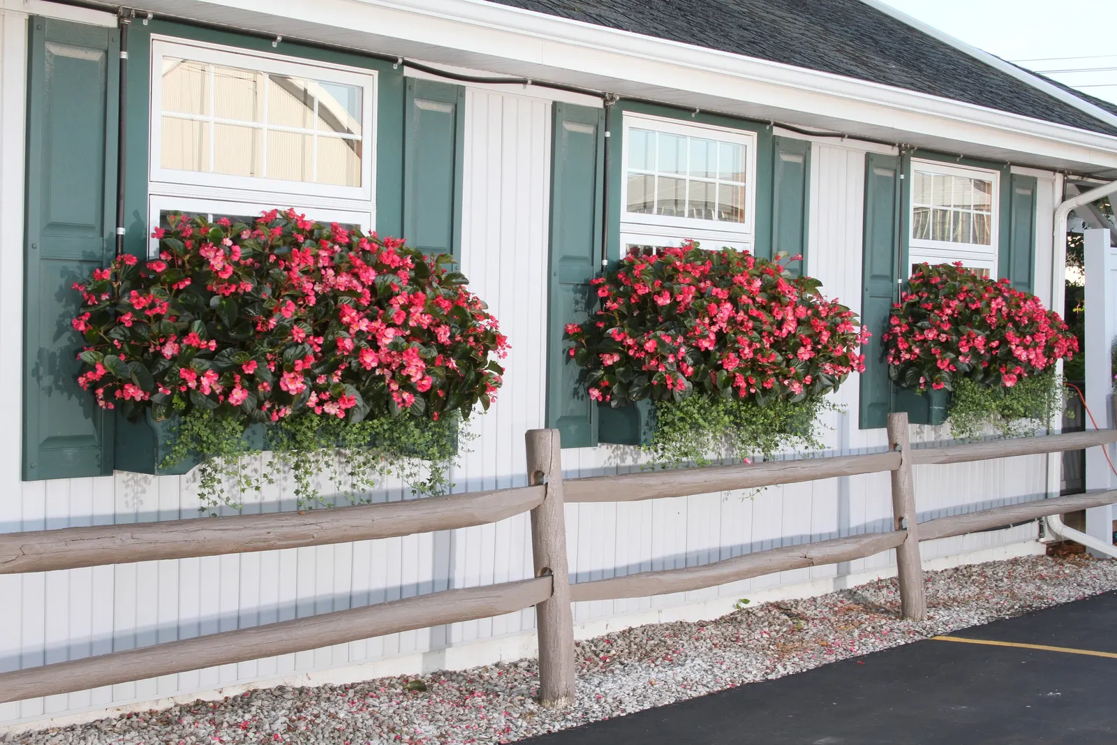 Rose Begonia (Begonia benariensis) — Proven Winners - Surefire® Rose - Begonia benariensis pink plant details, information and resources; the, image 40