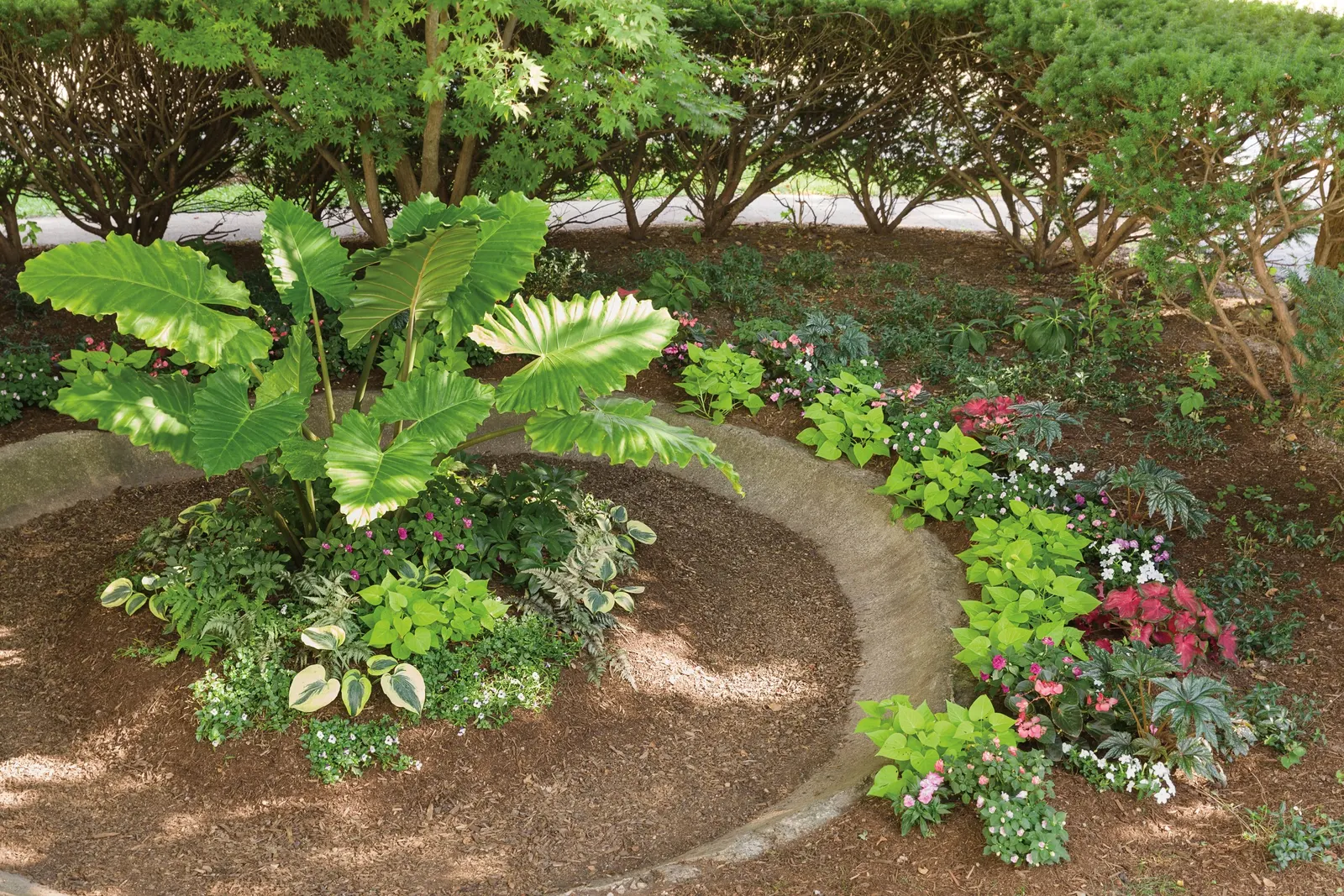 Coral Reef Double Impatiens (Impatiens walleriana) — pink flowers in the garden; the y shouldn't need to be trimmed back, but can be pruned to shape them at