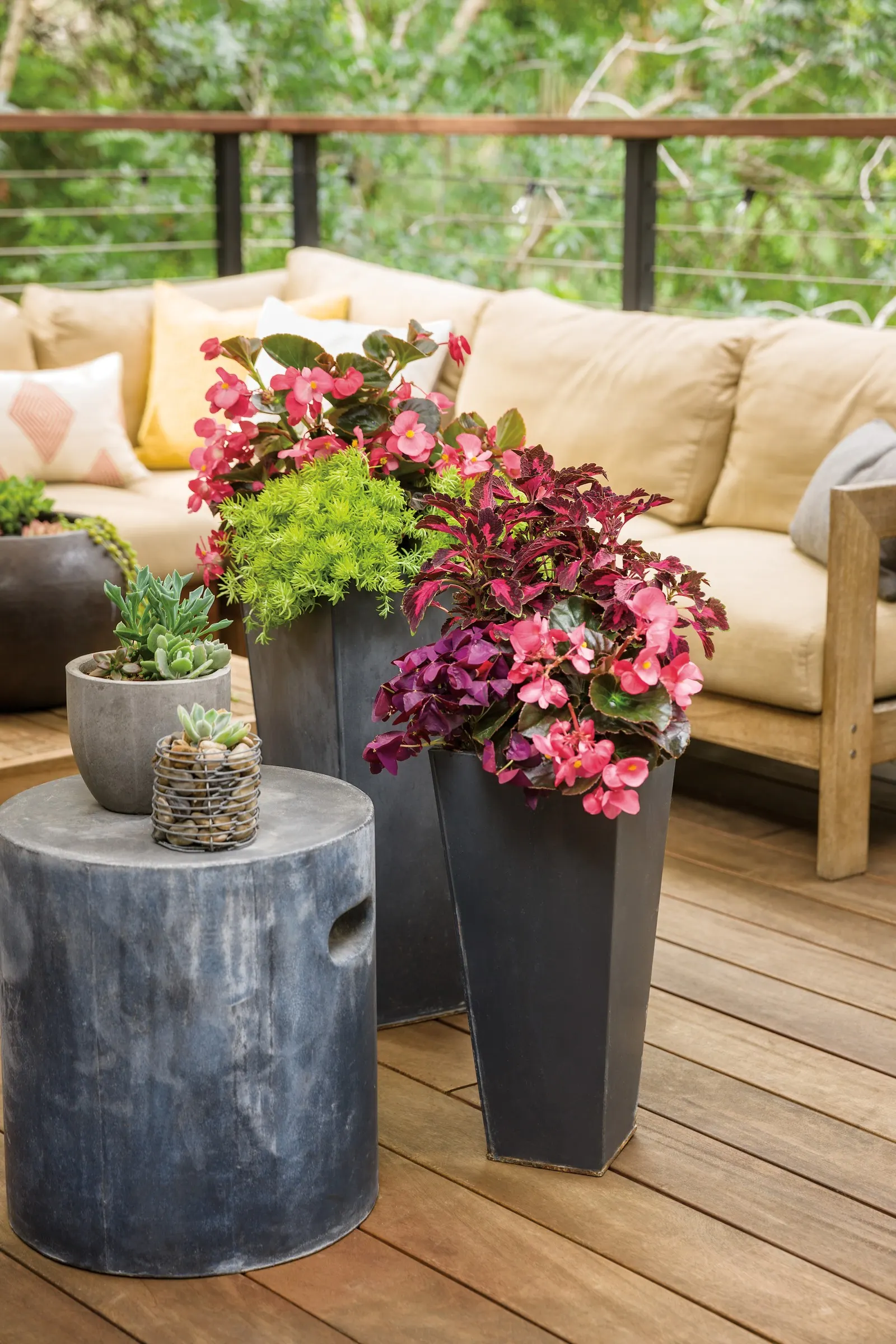 Pegasus® Begonia — Pegasus® Begonia is a superb thriller for containers