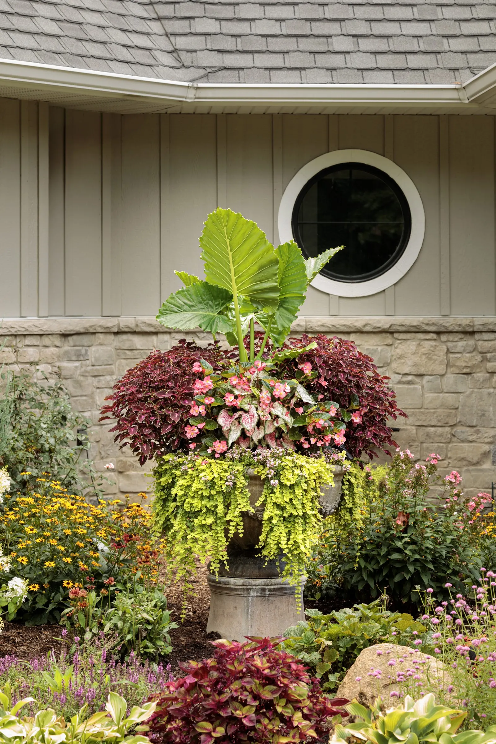 Emerald Isle™ Elephant Ears (Alocasia) — It is grown as an annual in many climates, while offering perennial potential in USDA Zones 7b through 10b
