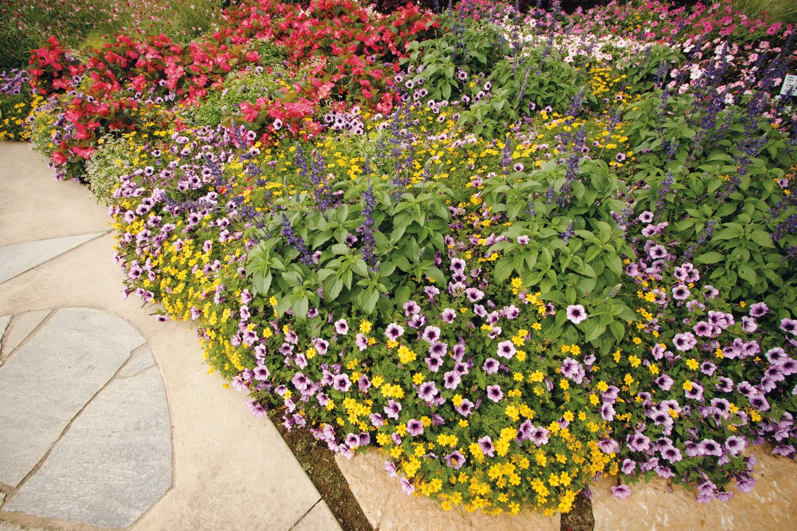 Daybreak Charm Petunia — though gardeners often find it reads more as a full