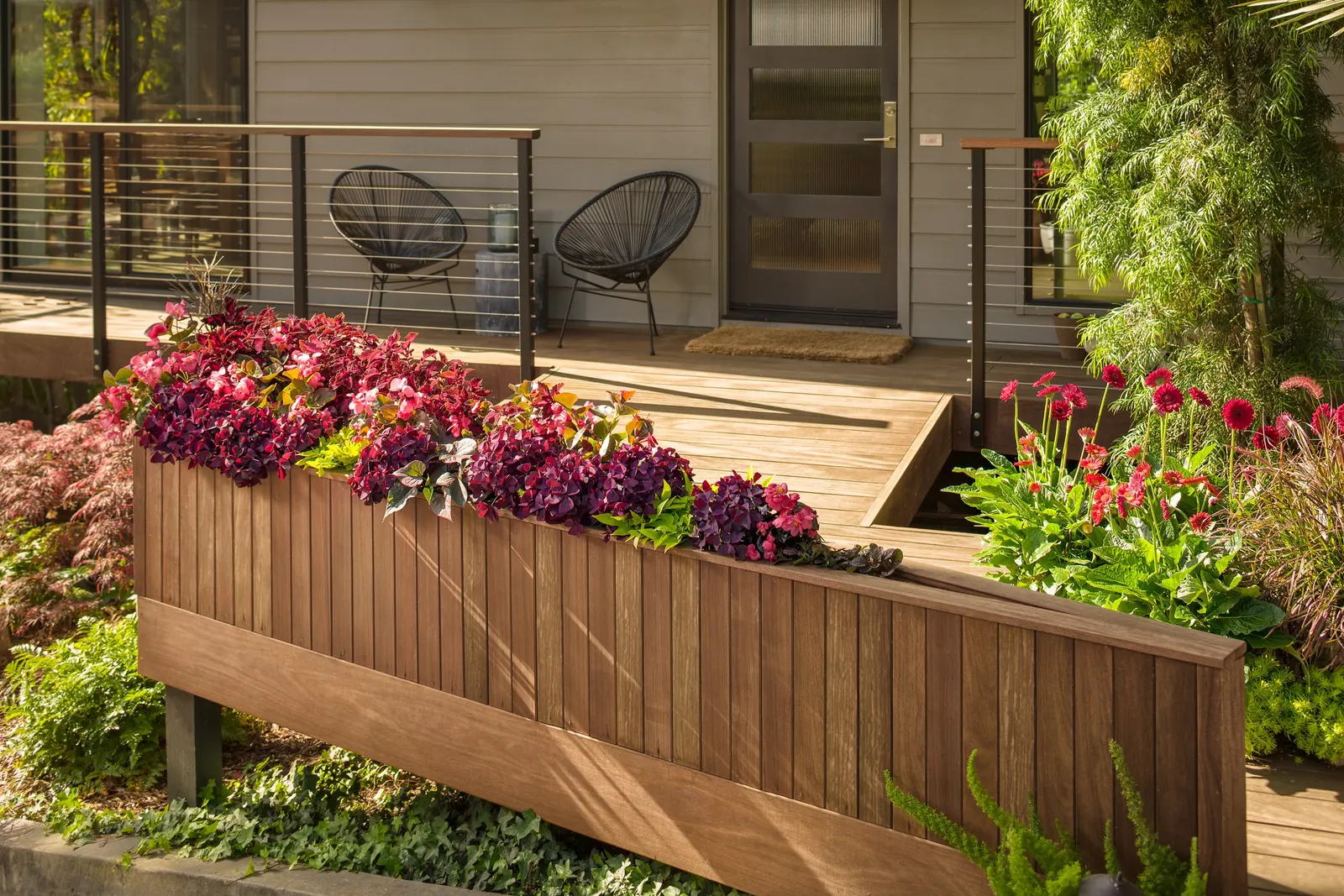 Velveteen® Coleus (Coleus scutellarioides) — It is hardy in USDA Zones 10a to 11b and is most often used as a warm-season annual in cooler, image 76