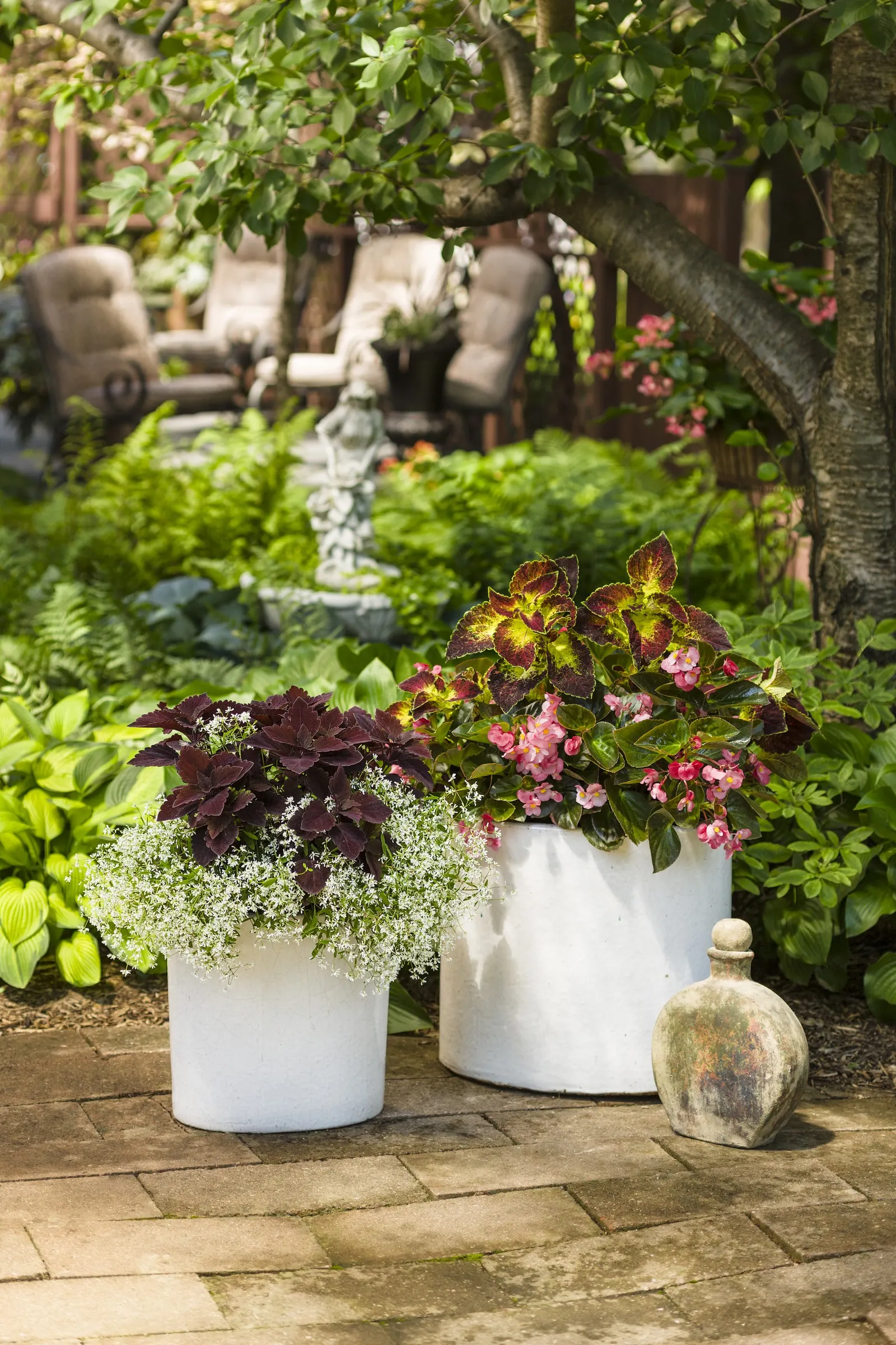 Rose Begonia (Begonia benariensis) — Proven Winners - Surefire® Rose - Begonia benariensis pink plant details, information and resources; the, image 53