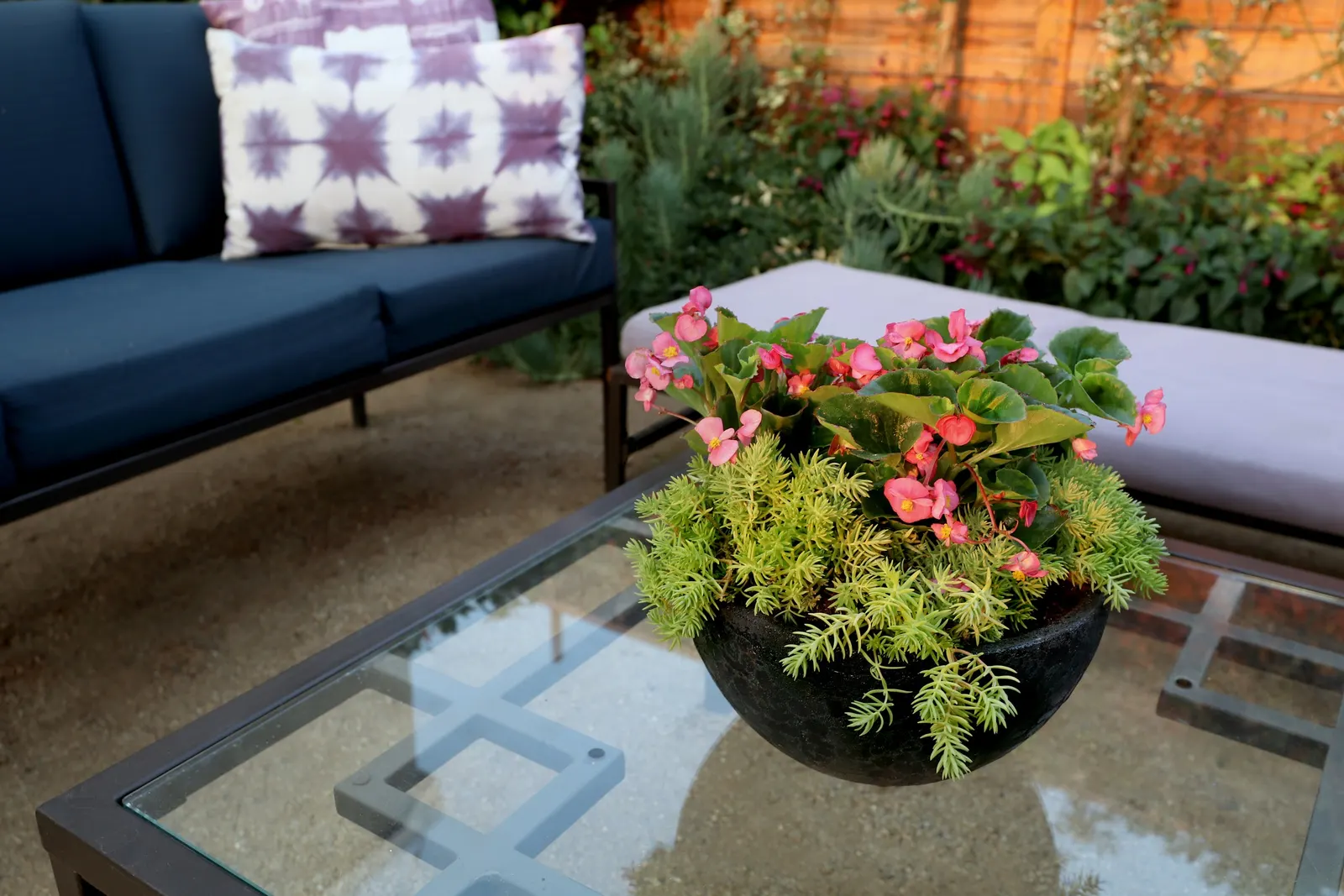 Rose Begonia (Begonia benariensis) — Surefire Rose has striking dark green foliage with vividly contrasting rose colored flowers; but will look, image 54
