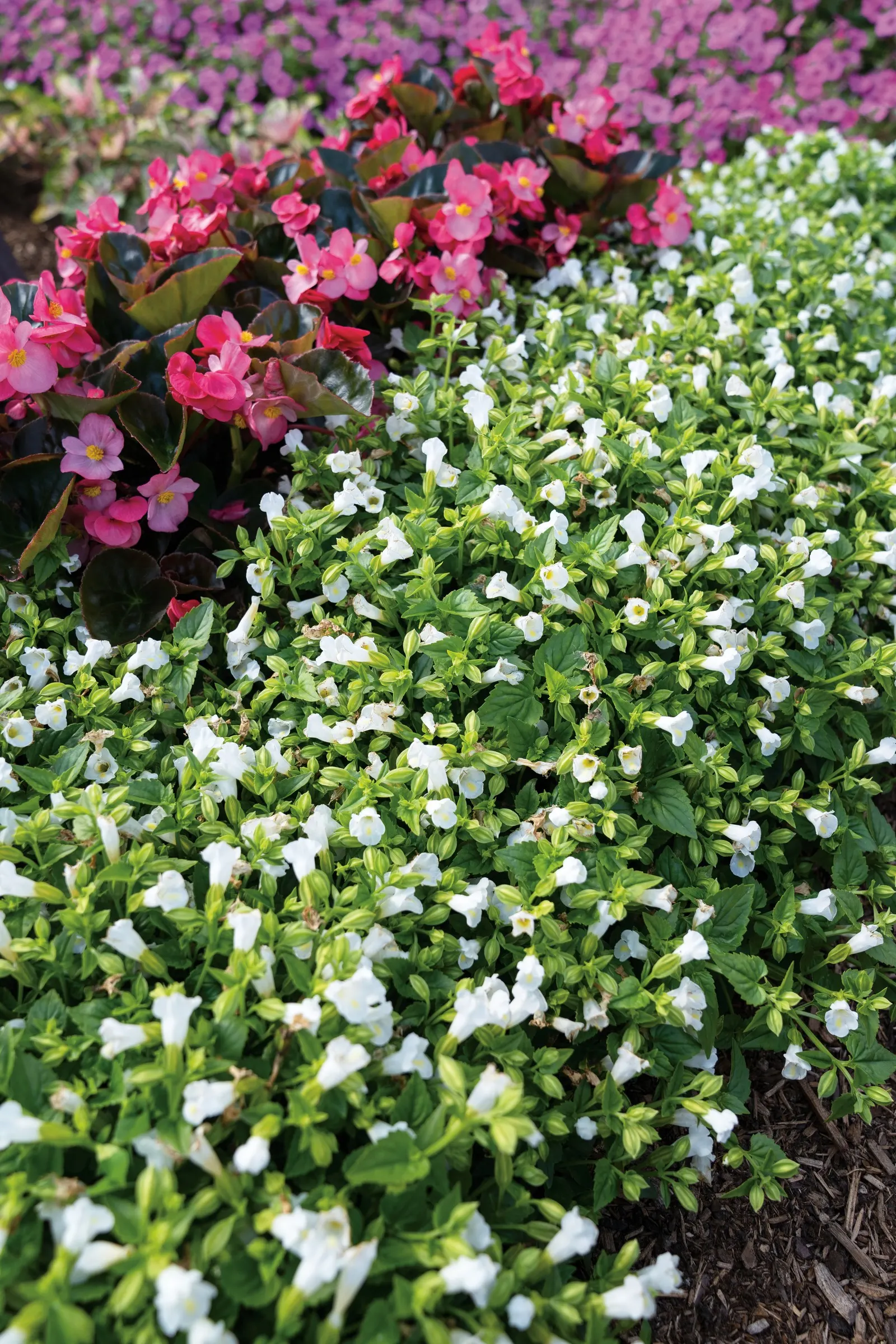 White Linen Wishbone Flower (Torenia) — heat and shade tolerant plants, image 73