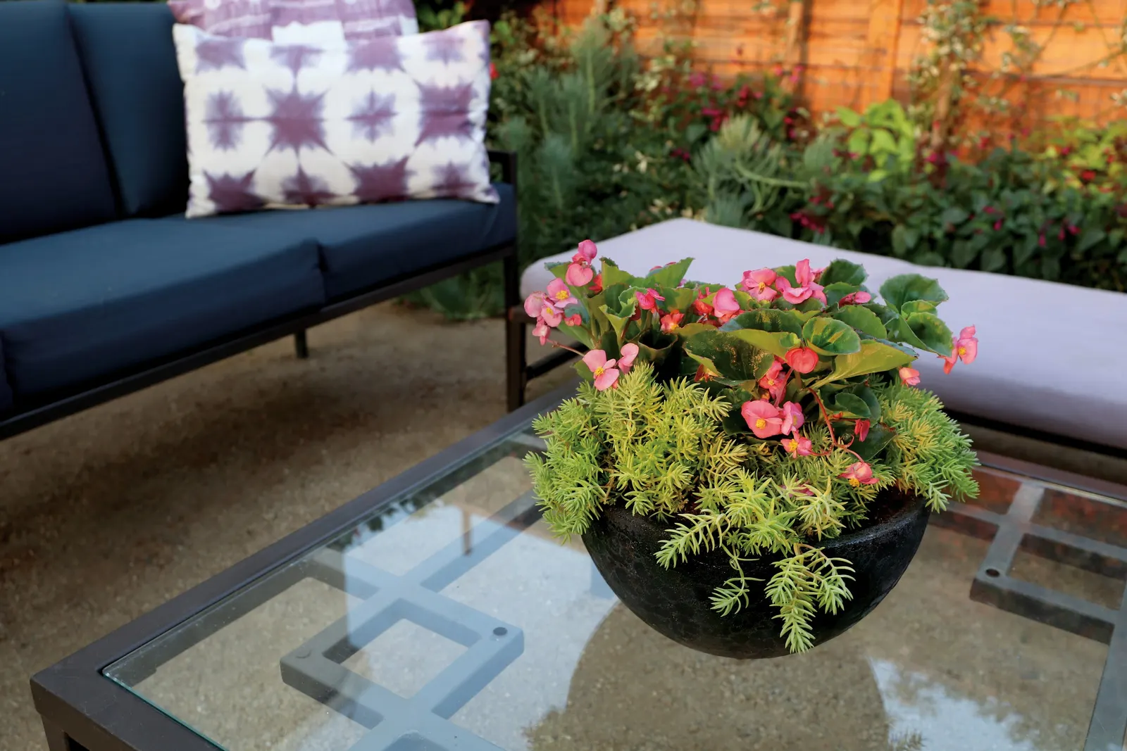 Rose Begonia (Begonia benariensis) — Unlike older begonias, these are quite vigorous; which makes them a wonderful unifying plant to use in both, image 61