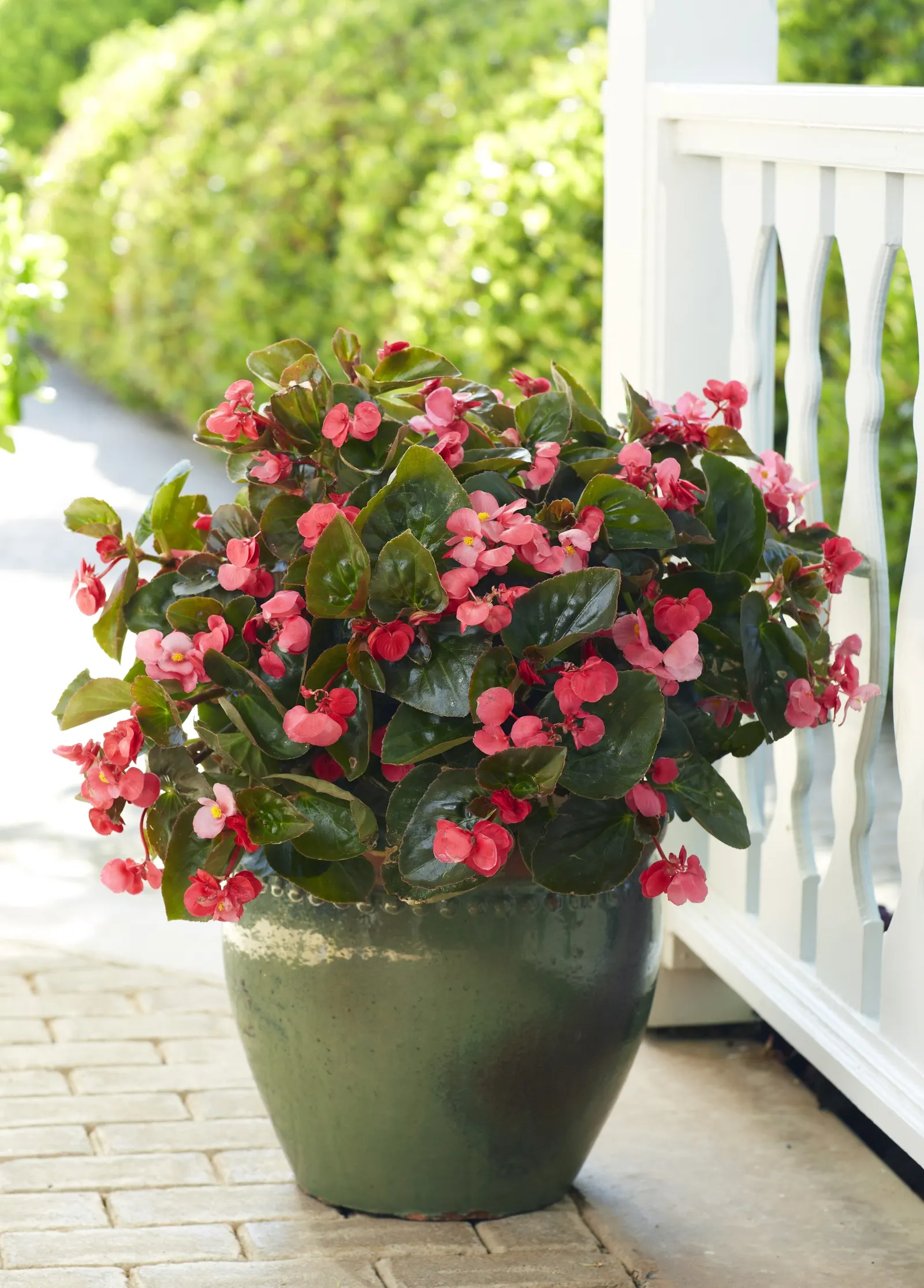 Rose Begonia (Begonia benariensis) — They provide easy, low maintenance color that persists all season without deadheading; it's hard to go wrong, image 57