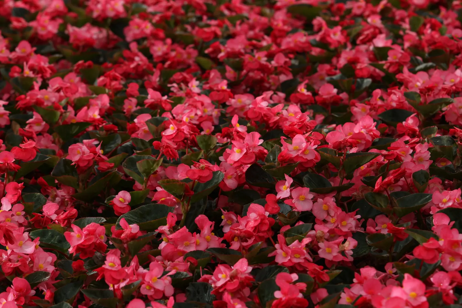 Rose Begonia (Begonia benariensis) — but will look their best with more consistent moisture and regular feeding; unlike older begonias, these are, image 76