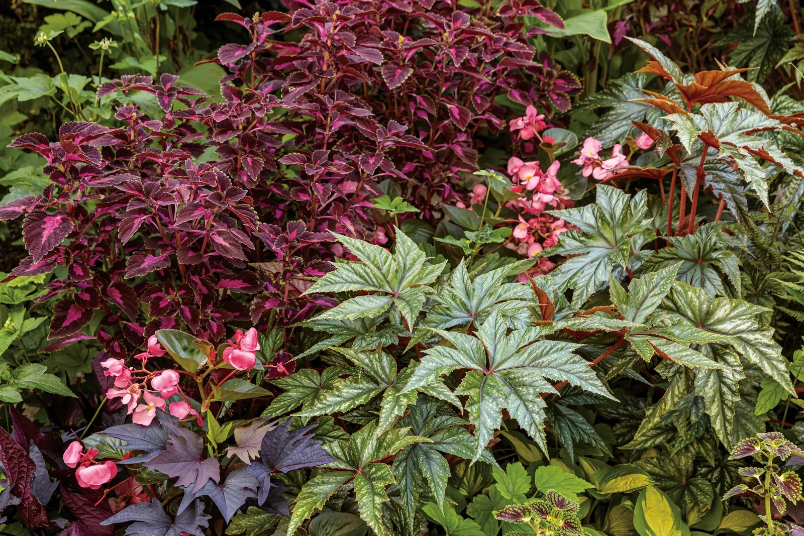Rose Begonia (Begonia benariensis) — The Surefires thrive in a wide range of climates and soils, tolerating both sun and shade conditions