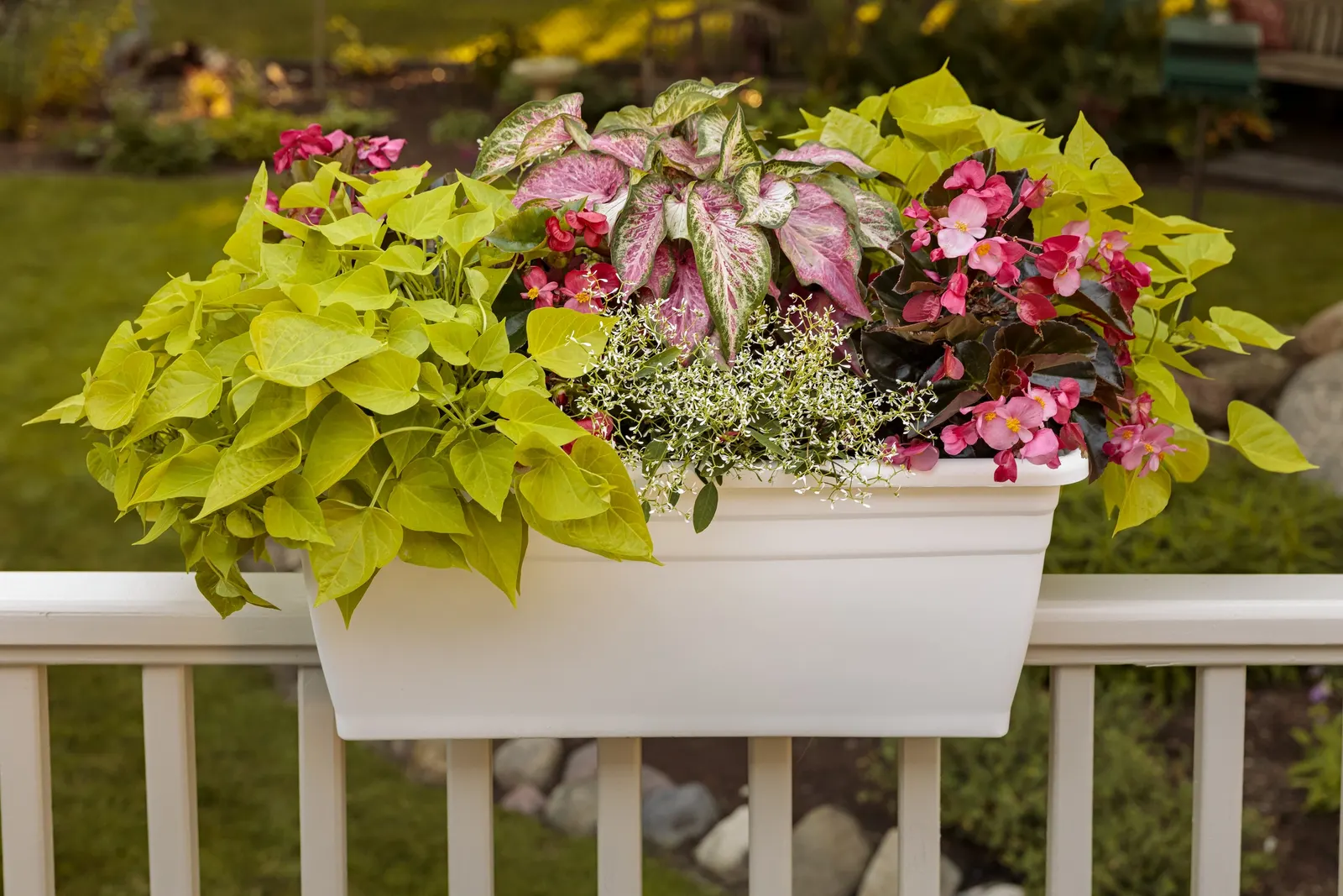 Lime Sweet Potato Vine (Ipomoea) — spilling edge.<br><br>At maturity; rather than relying on flowers