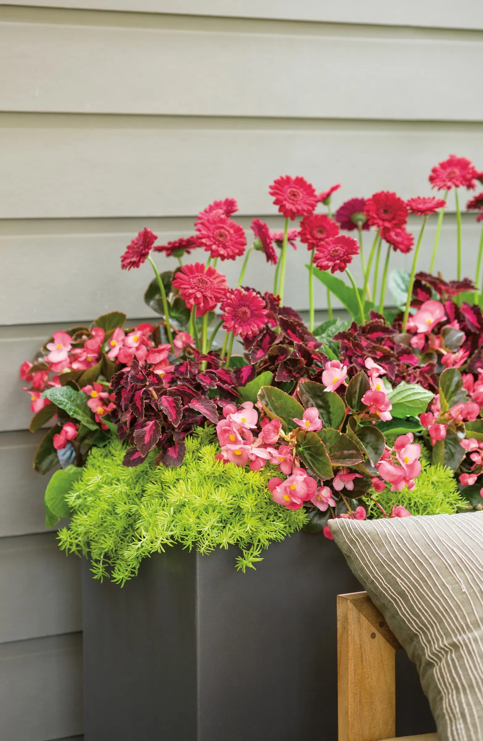 Velveteen® Coleus (Coleus scutellarioides) — helping the plant maintain its polished leafy display.<br><br>At maturity, image 44