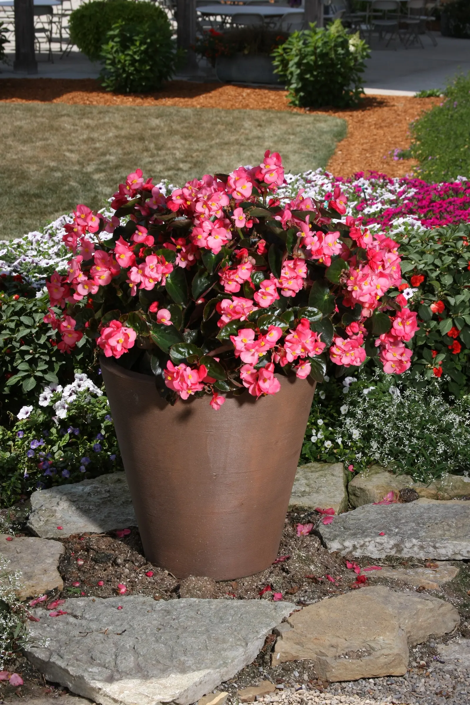 Rose Begonia (Begonia benariensis) — The Surefires thrive in a wide range of climates and soils, tolerating both sun and shade conditions; they, image 42